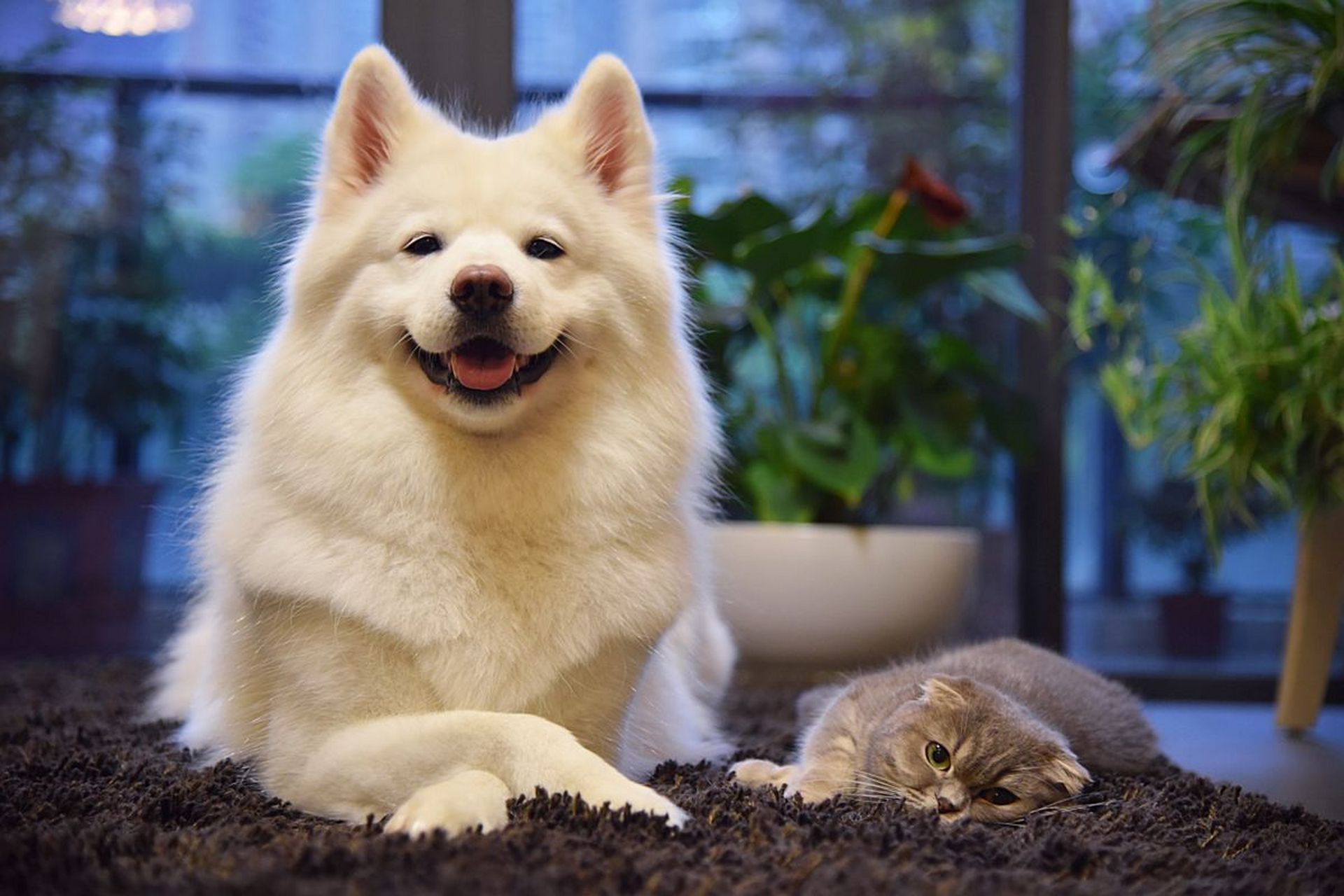 狗狗#   为什么 john wick(约翰·威克疾速追杀) 会为一只小狗付出