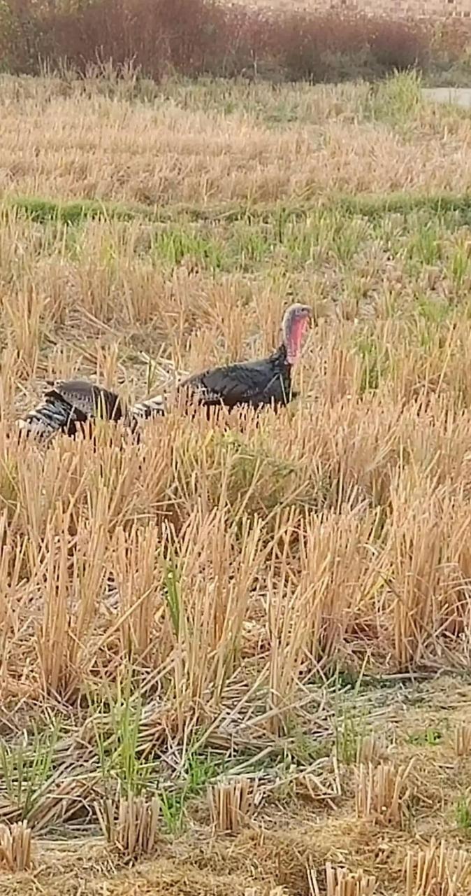 在田里发现这种大鸟,不知道是什么鸟