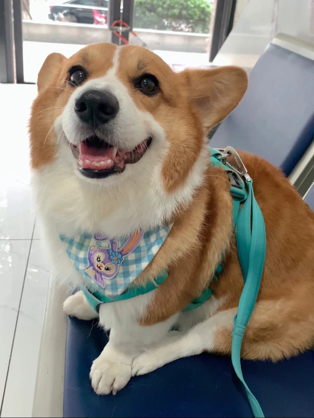 大家以为的养柯基:可爱,毛茸茸,呆萌萌,小短腿,圆屁股~但其实养柯基