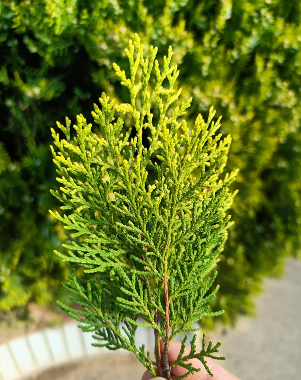 昨晚,很多朋友问侧柏长什么样子.