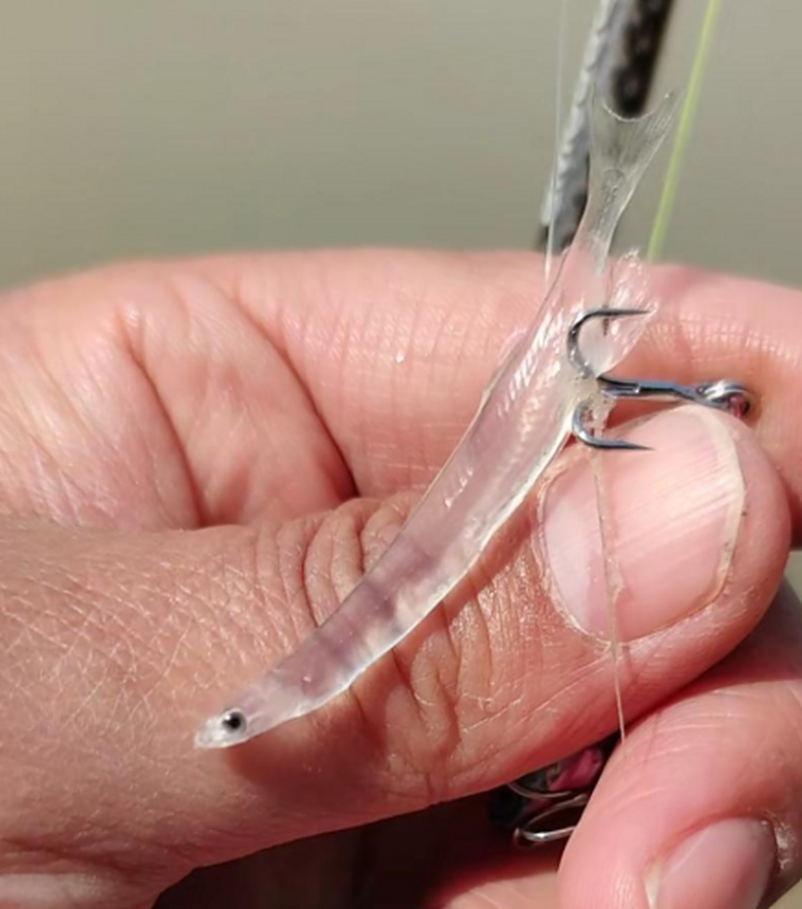 第一次见到这样透明鱼,这是什么品种?