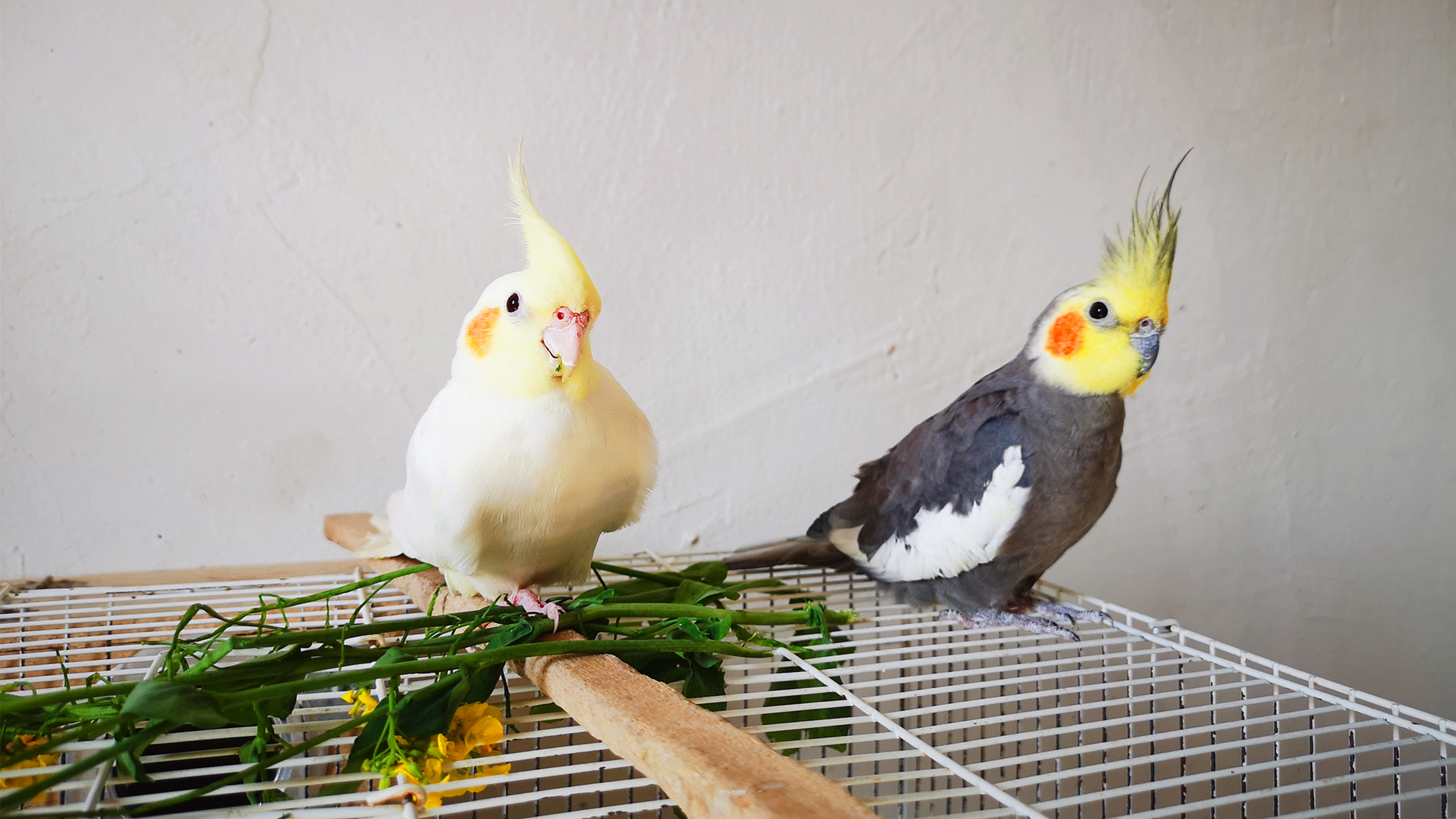 玄凤鹦鹉幼鸟死掉了一只,检查了一下,应该是饿死的,嗉囊里一粒食都没