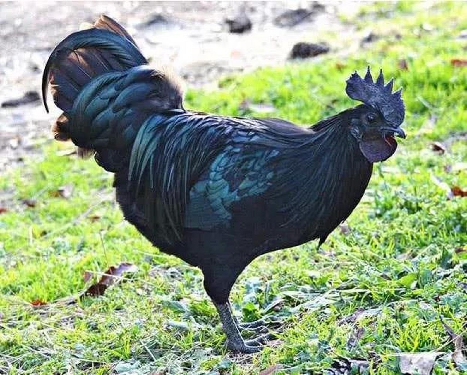 这种鸡原产于印度尼西亚,长的非常有特点,因为它从内到外,从骨到皮