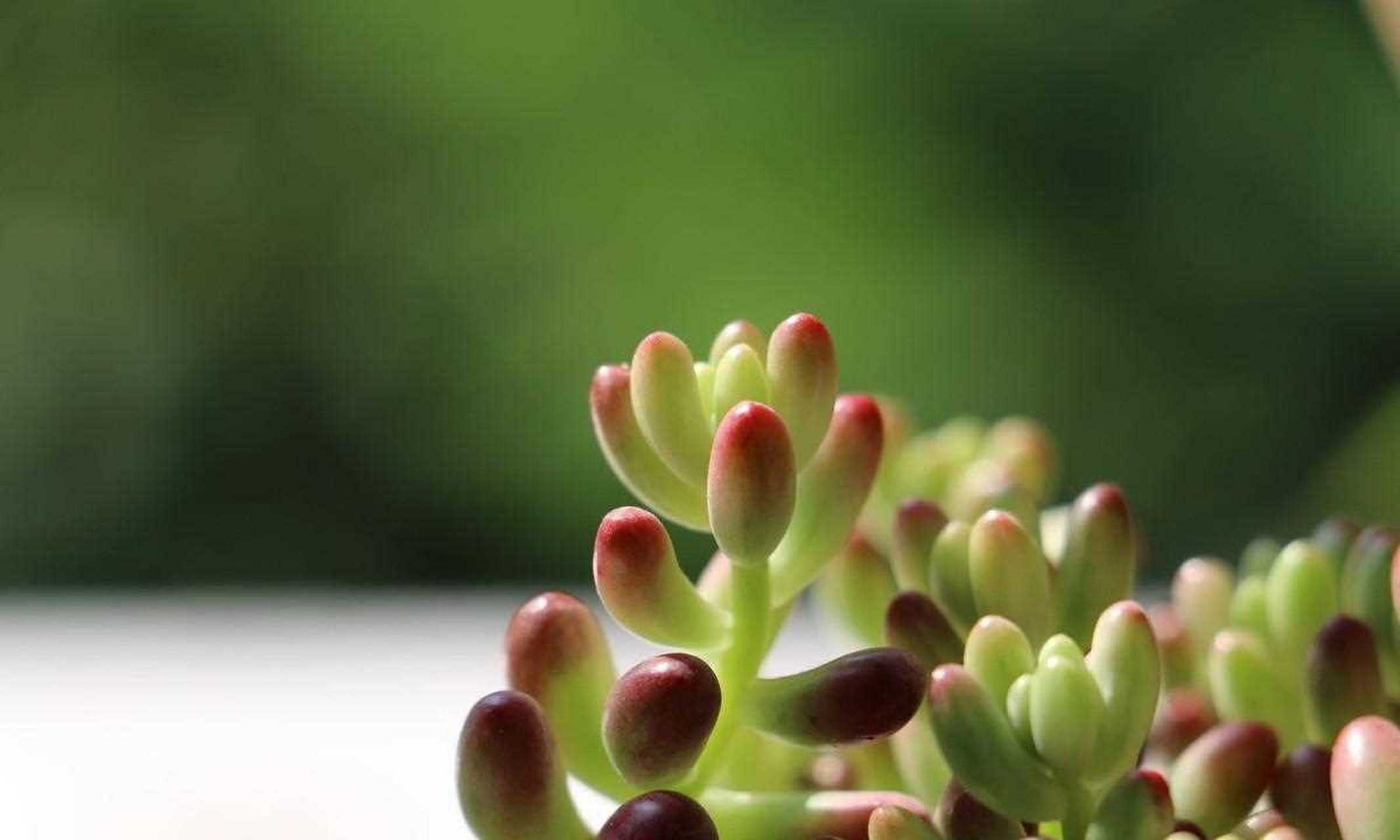 虹之玉锦是一种植物,而且是一种多肉植物.哇!