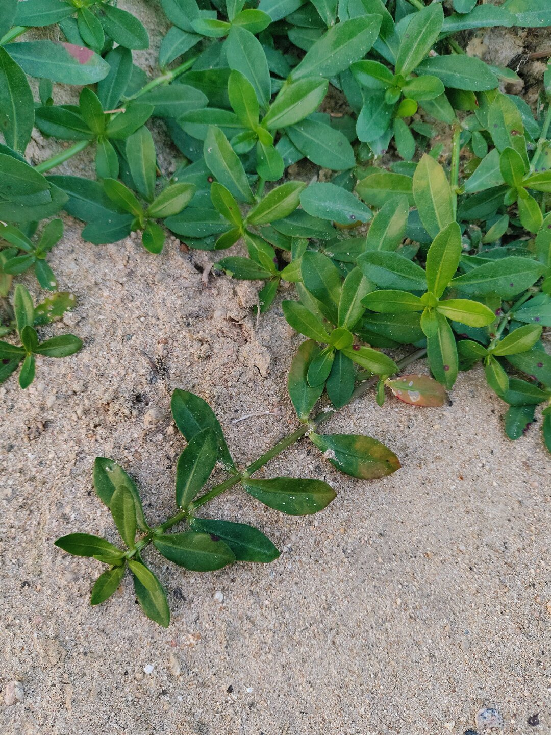 每天认识一种植物—喜旱莲子草  喜旱莲子草是一种多年生草本植物