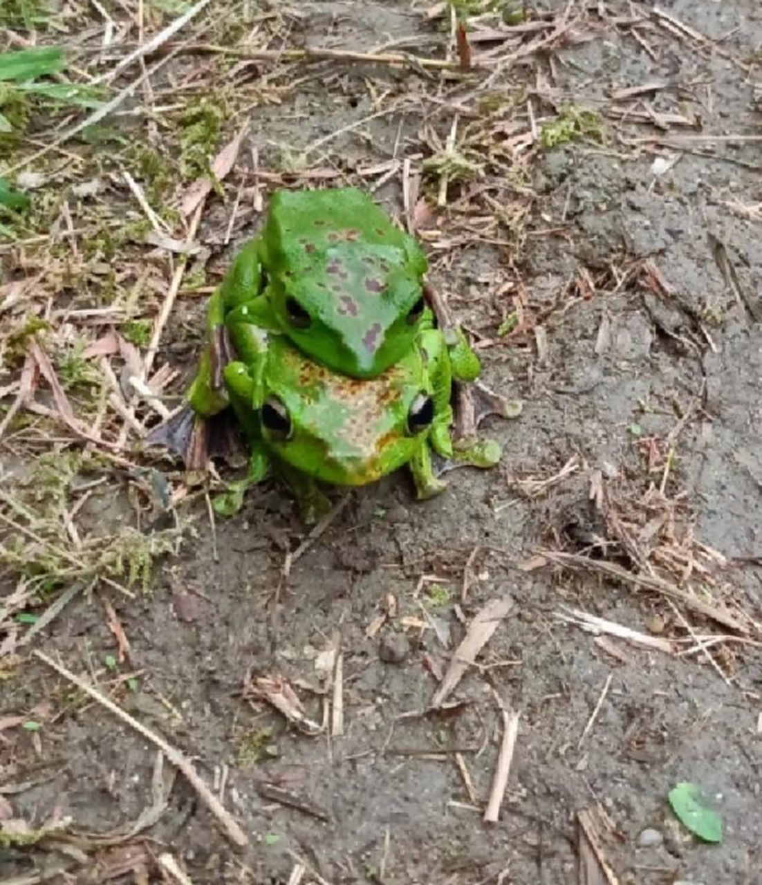 谁知道这是什么青蛙,有没有毒呀?