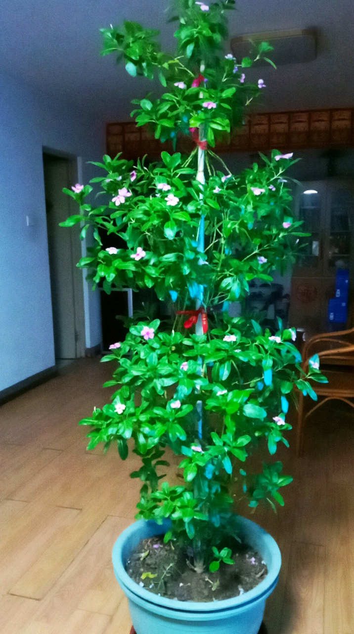 原来长春花能这么造型?