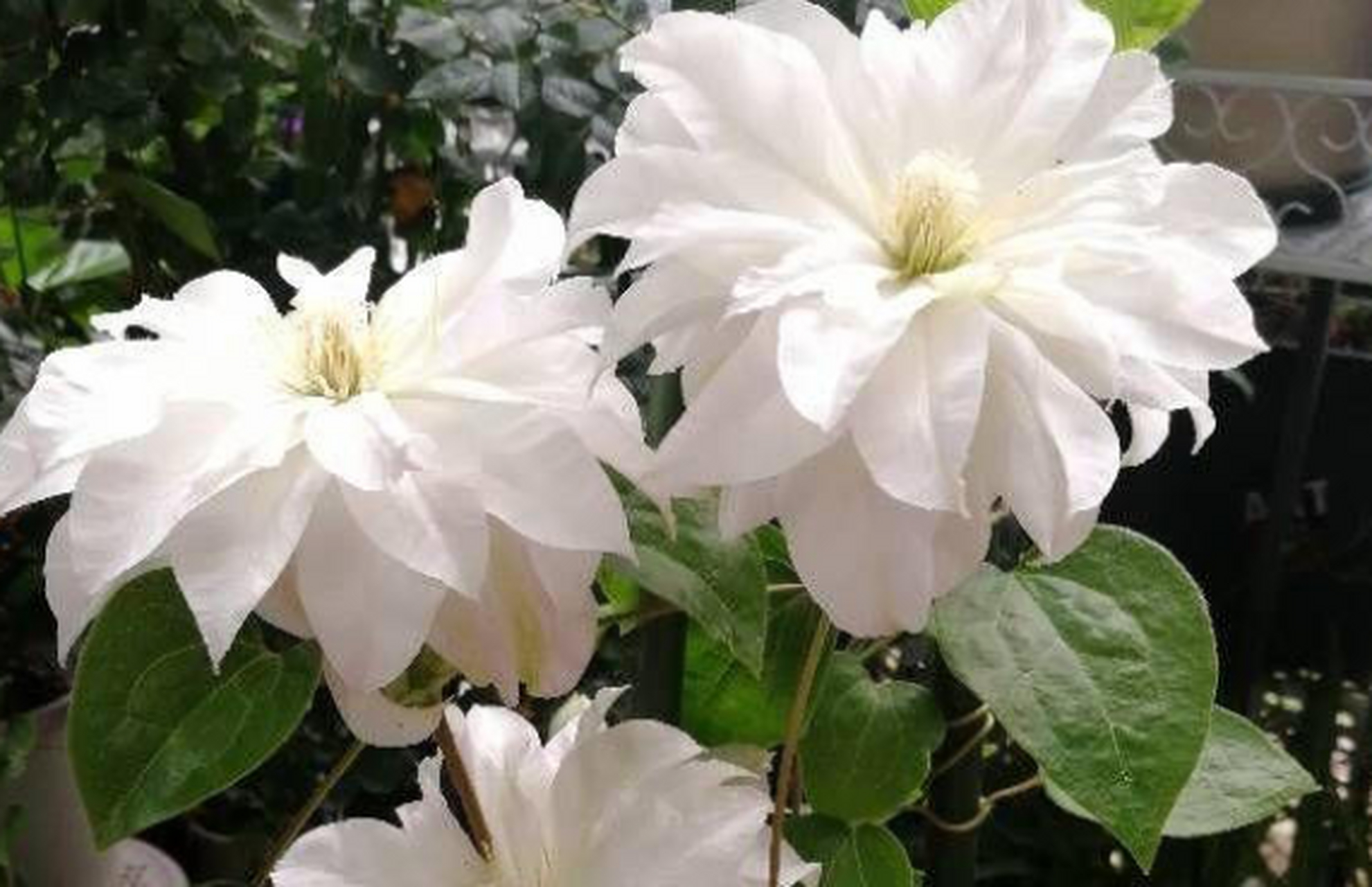 居里夫人是一款非常漂亮的重瓣铁线莲,花径可达15公分,花型饱满,花瓣