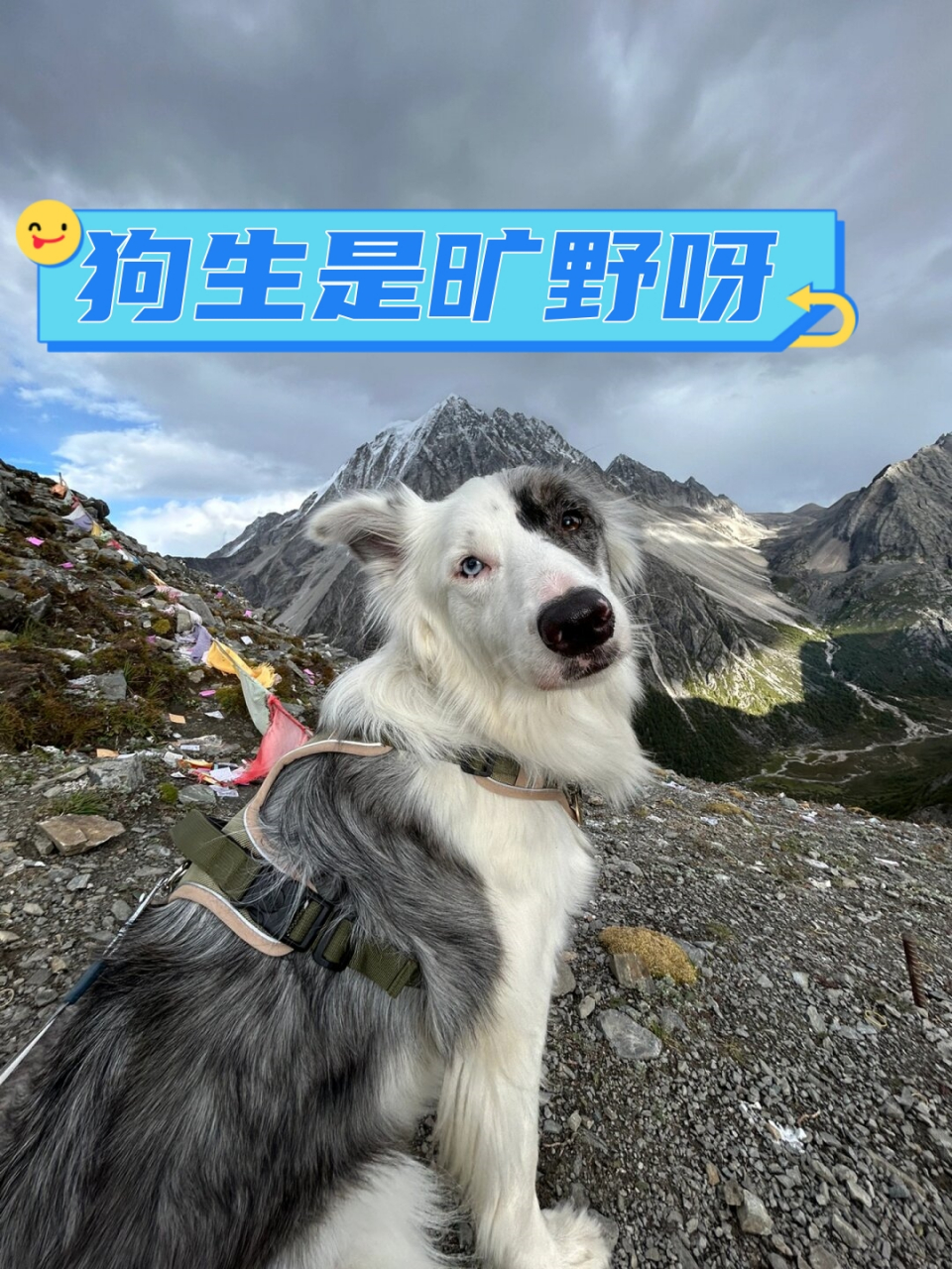 旷野之犬图片