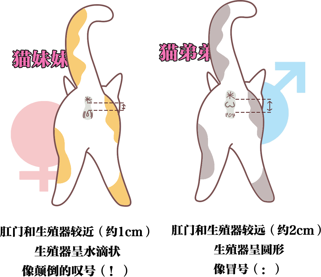 成年猫分辨公母图解图片