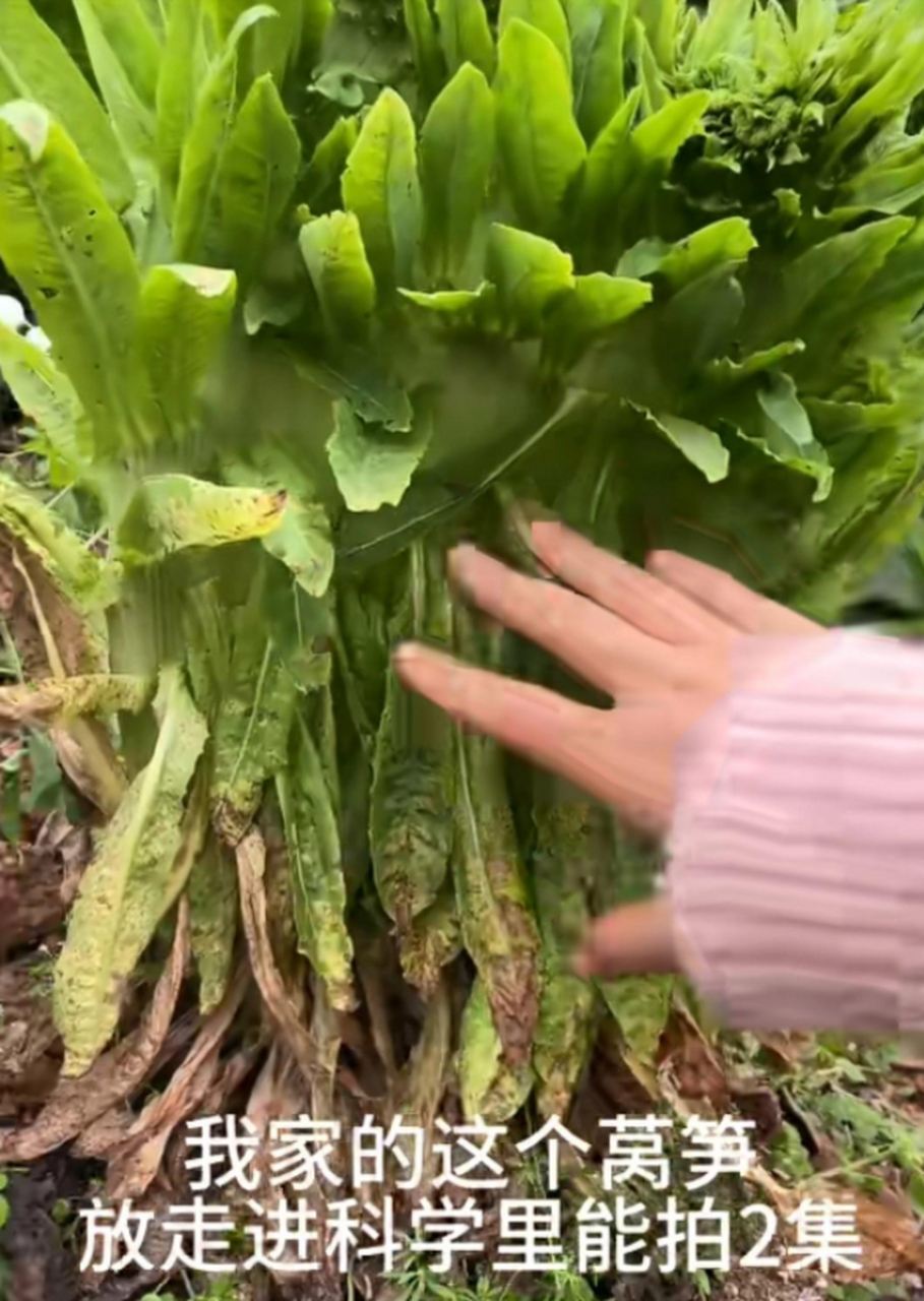 第一次看见莴笋缀化 [笑哭]