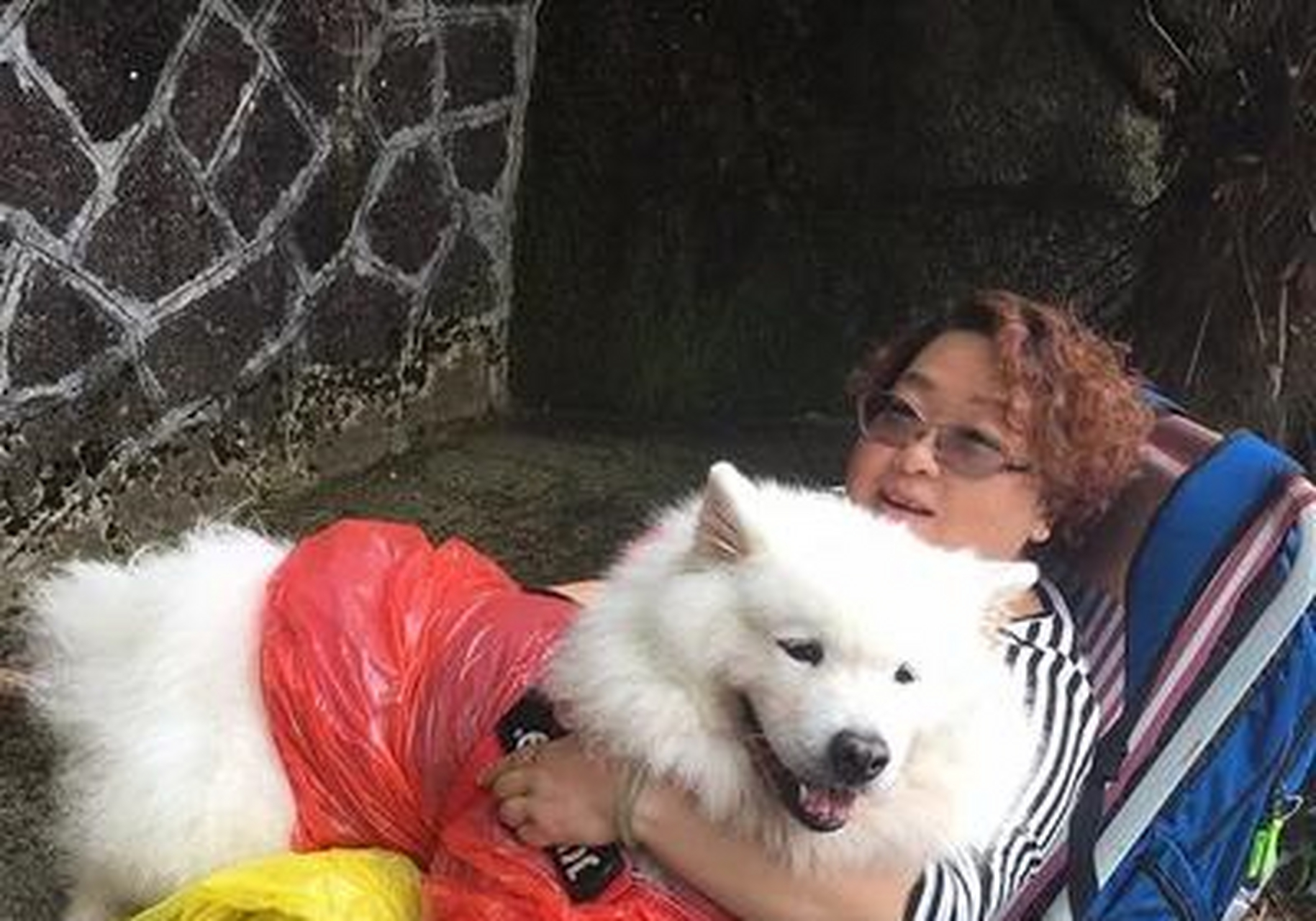 花上0块,狗坐轿子,让人抬轿子上山,现在也很正常.