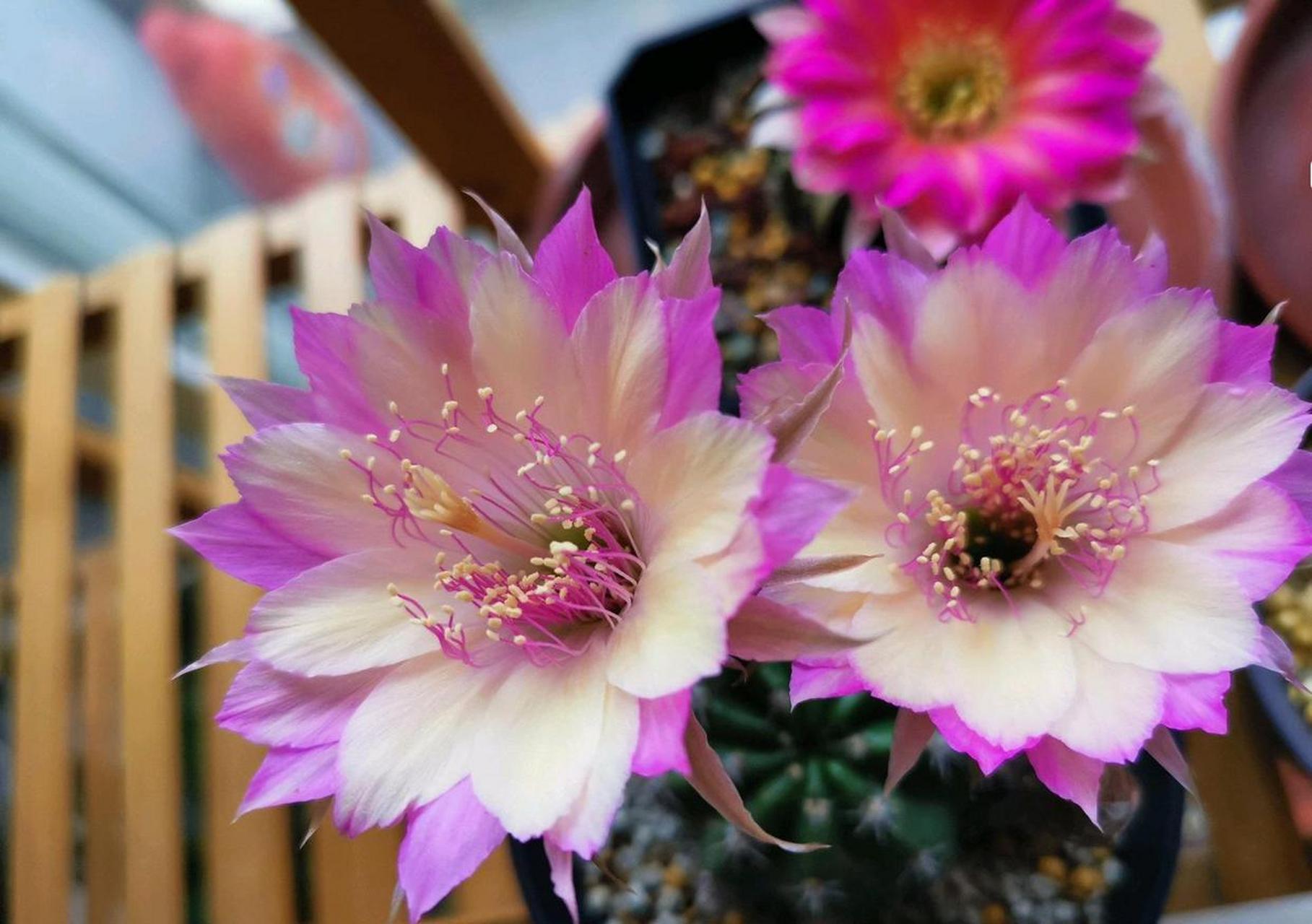 这个品种名叫"极光",丽花球属经典品种,球体不大,开花能力超强,花期能