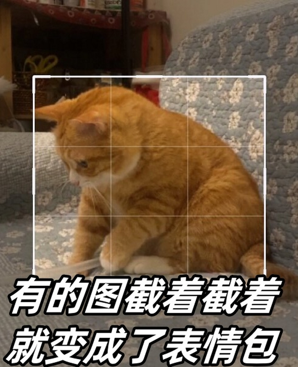 这些可爱的猫猫表情包将为你的聊天增添无尽的乐趣和欢乐.