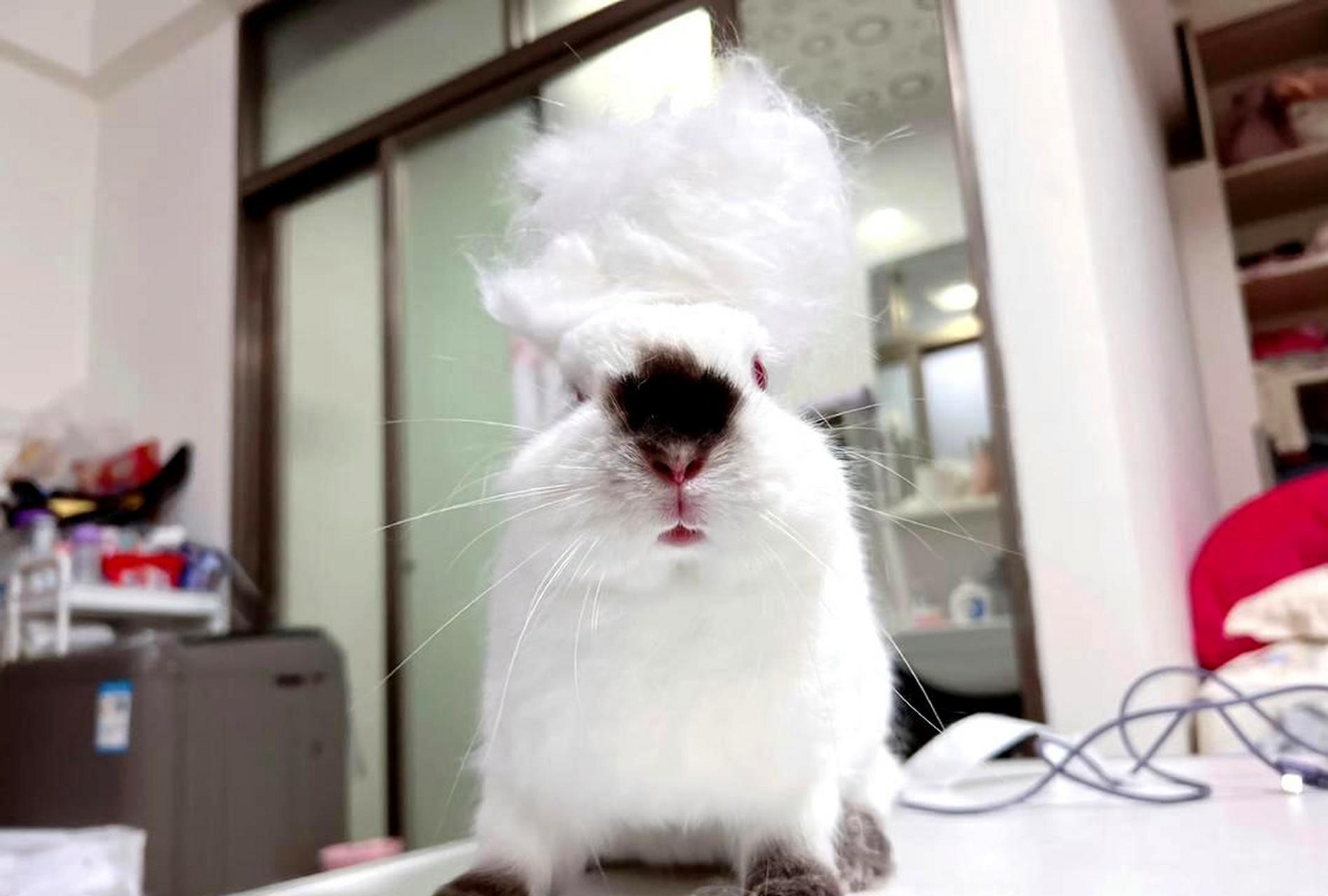 这只小兔子掉毛的数量真是惊人