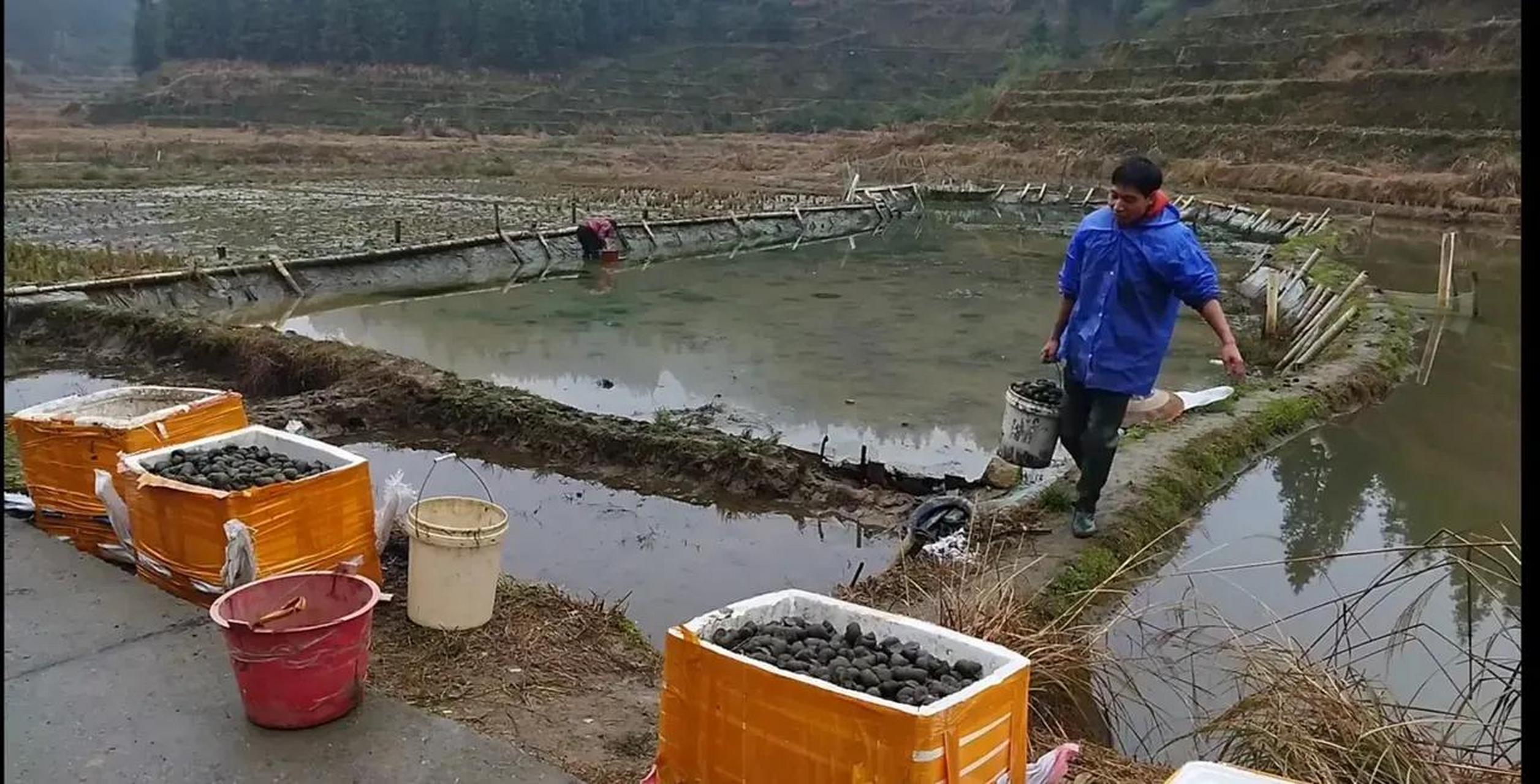 百家号星火计划# 这位湖南小伙,养殖的田螺几十块钱一斤,商家还亲着