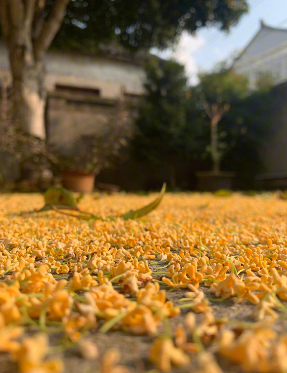 桂花落满地图片