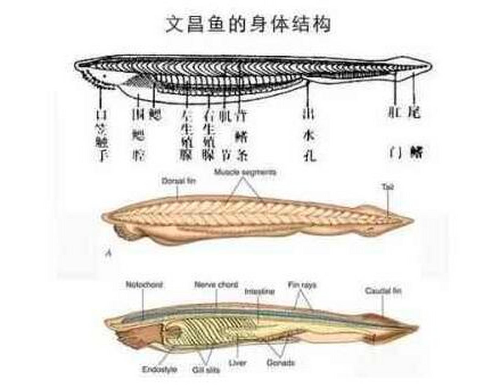 文昌鱼手绘图图片