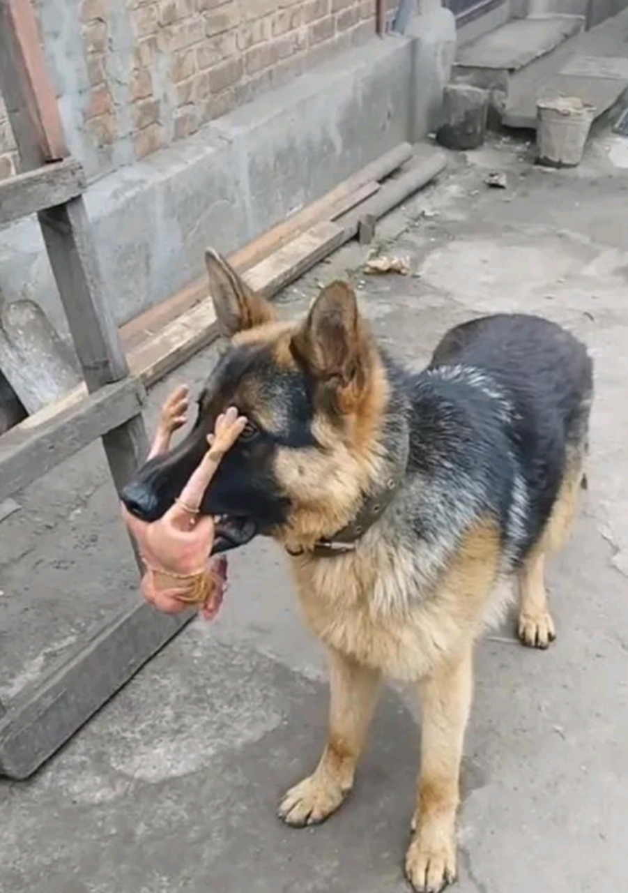 狗子被锁喉了,很惨但是真的很好笑