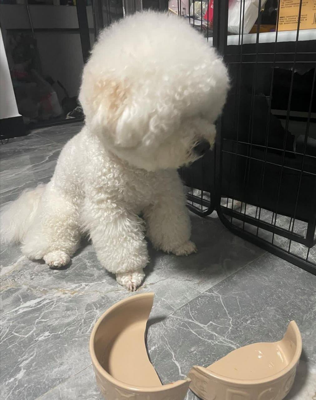 嘿嘿不小心踩到了它的饭碗,委屈得都快哭了[滑稽]