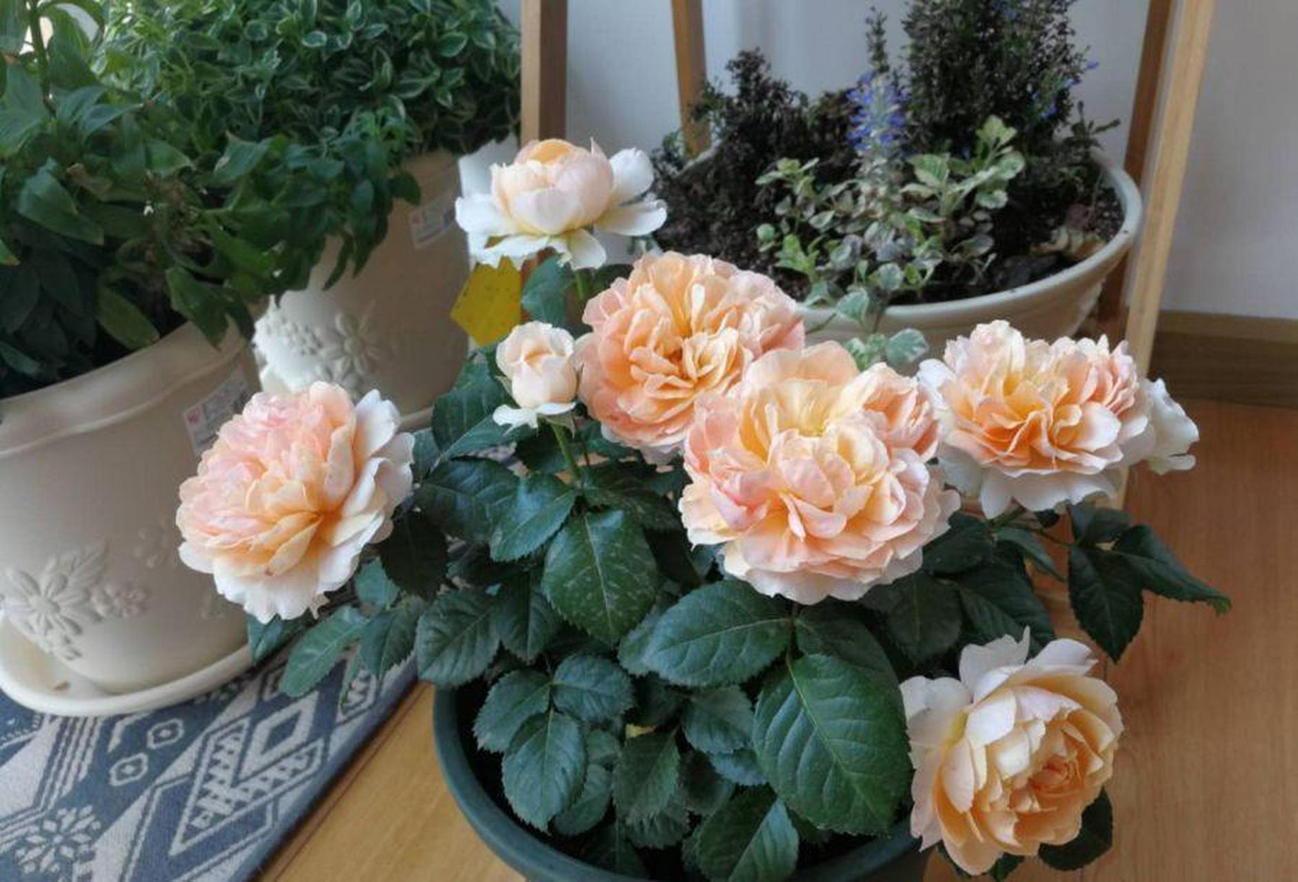 『阳台养这种花,四季都有花看』杏色露台,一款十分优秀的盆栽微型月季