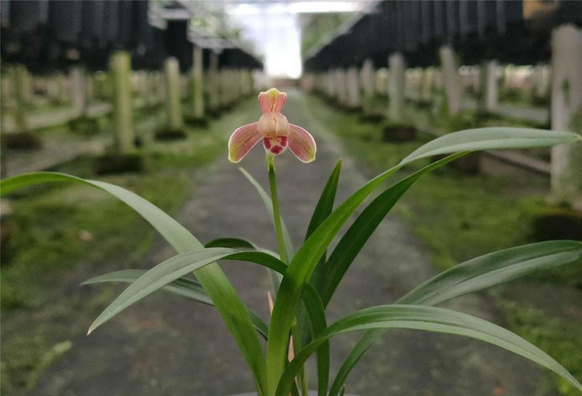 开得很精彩的一盆建兰精彩梅,只开了一朵花,硬是开成了春兰的造型,也