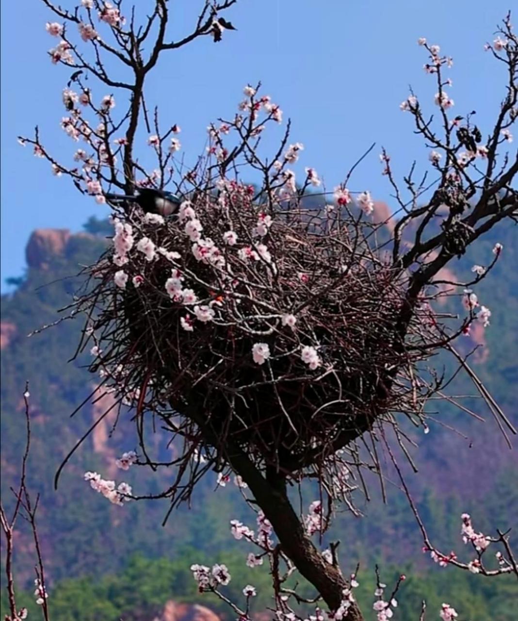 全网最美的喜鹊窝,实在是太漂亮了!