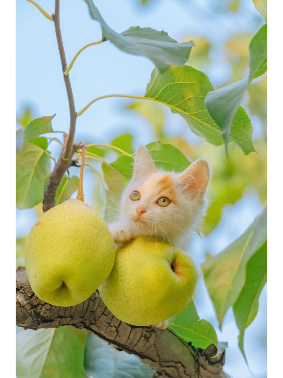 为可爱的田园猫打call