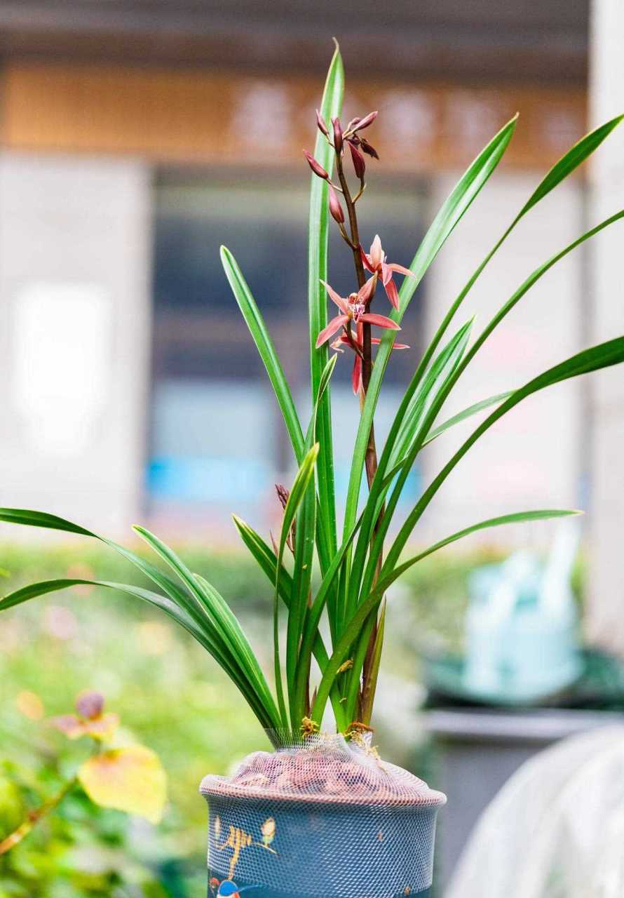 墨兰紫元素 紫元素是我去年入的一款兰花 他是墨兰和蕙兰的杂交品种