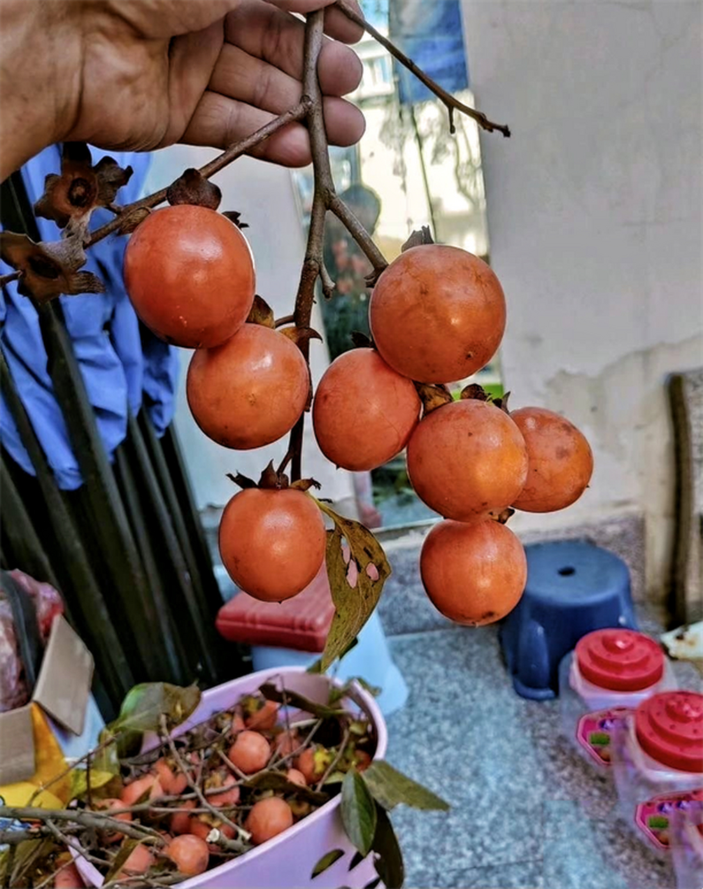 这种是野柿子,没熟透之前不能吃.