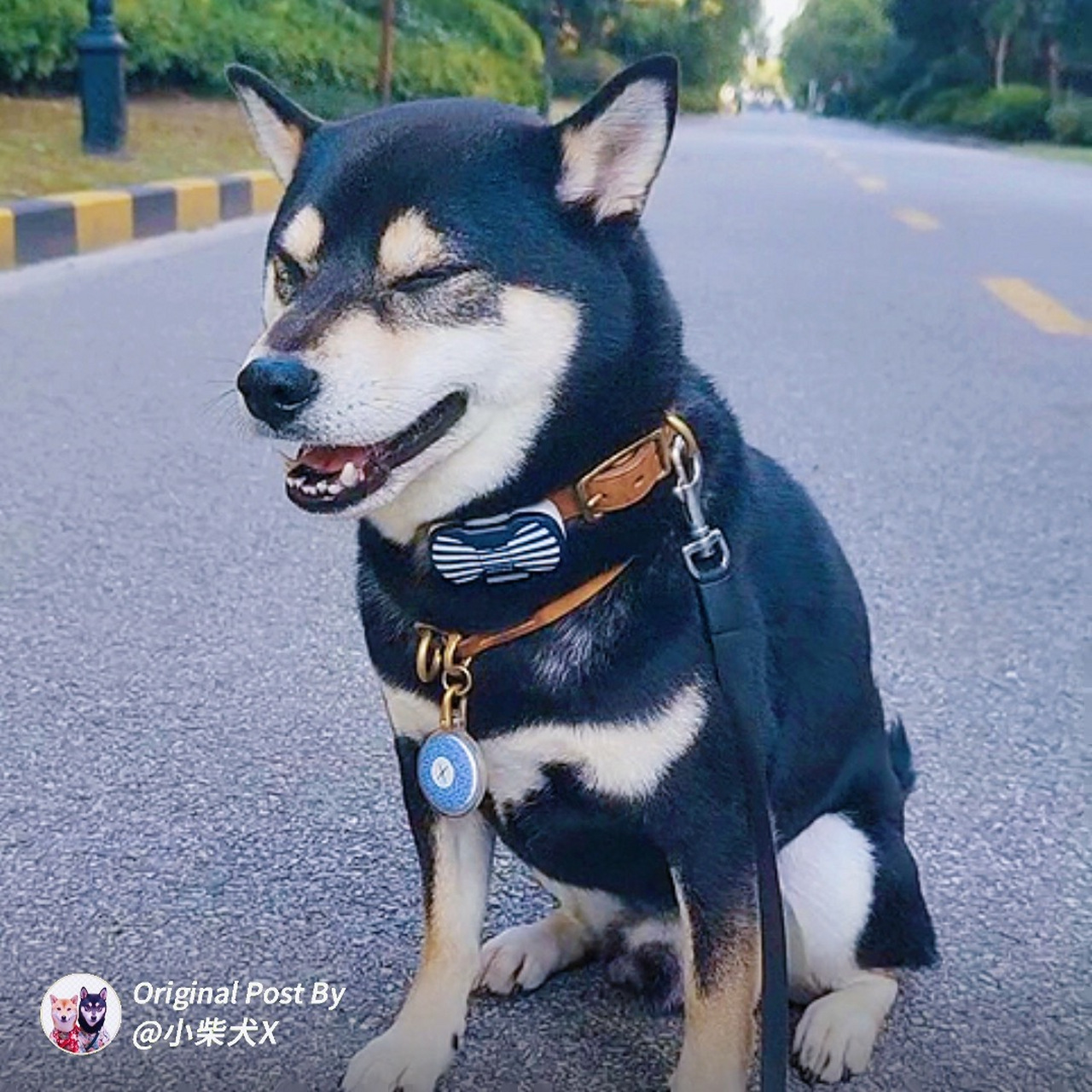 喜欢吹风的小柴犬  咱家的小x,有个奇怪的嗜好, 它特别喜欢吹风,只要
