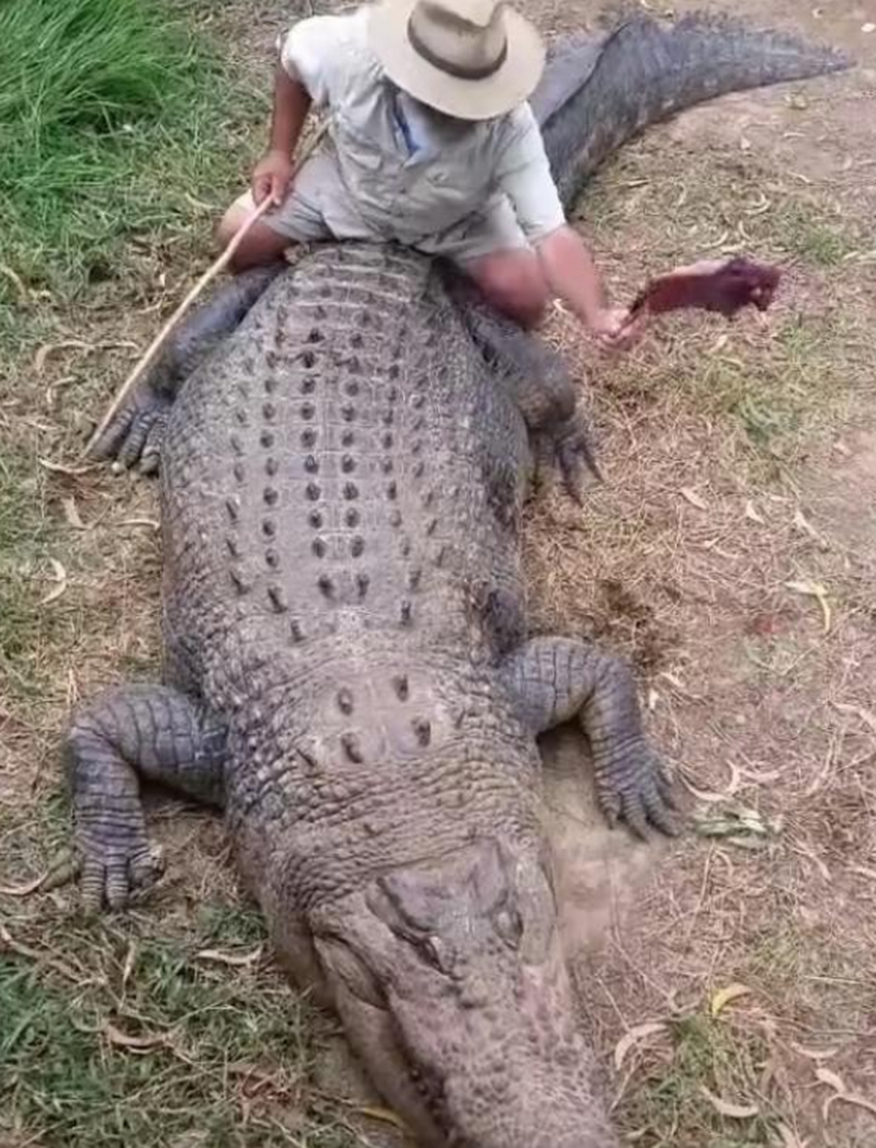 真正的勇士,敢于骑着鳄鱼上路