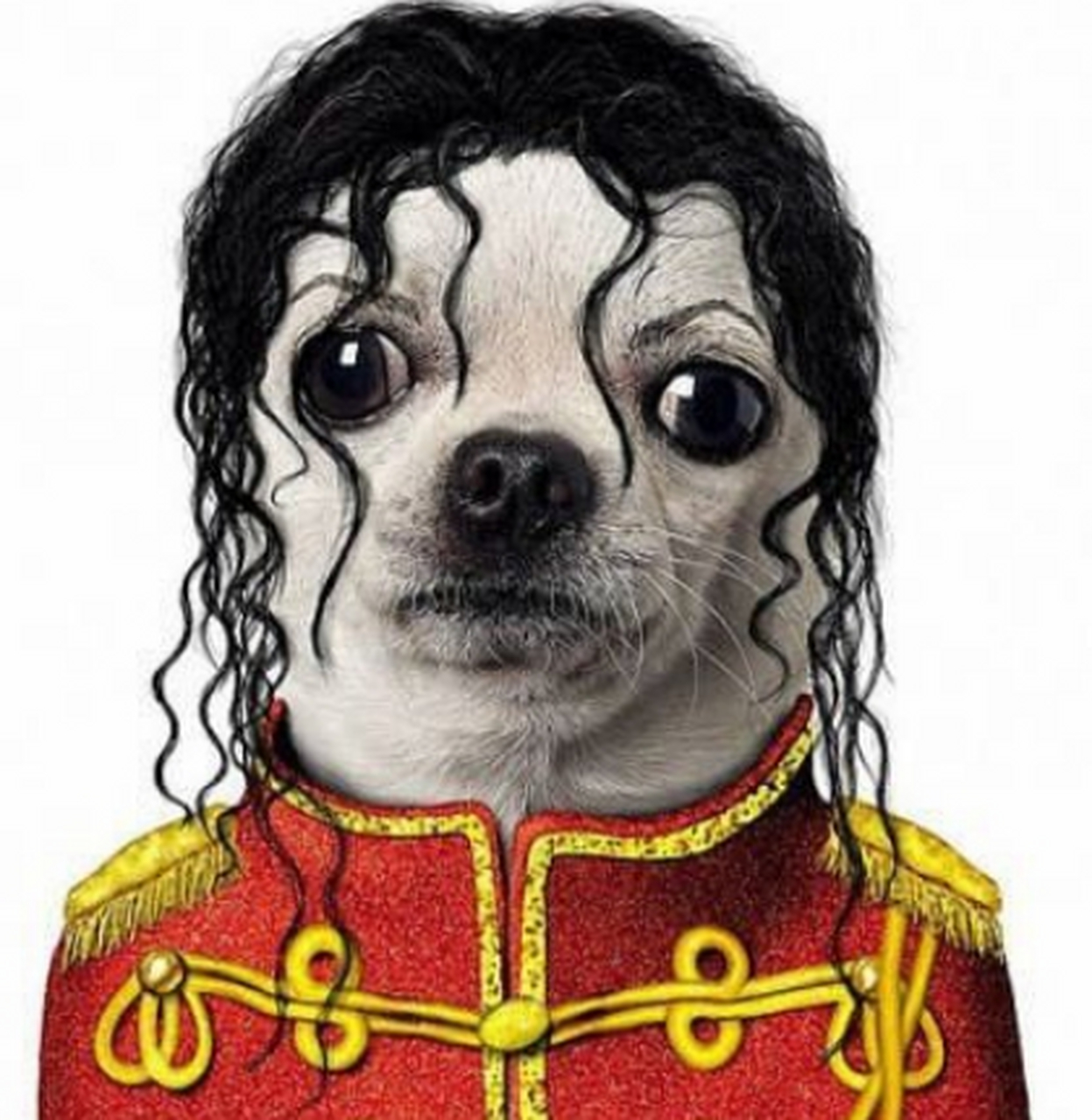 搞笑动物图片系列:巴黎时装周:动物时装秀