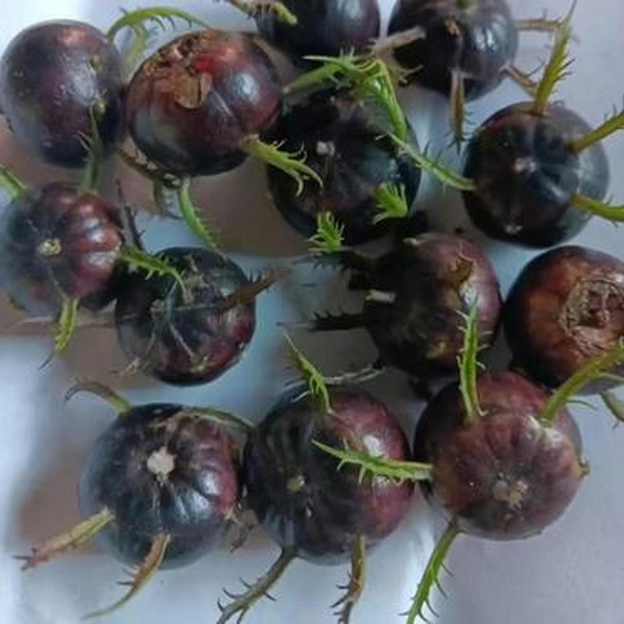 同事送的山竹发芽了,请问这还能吃吗?