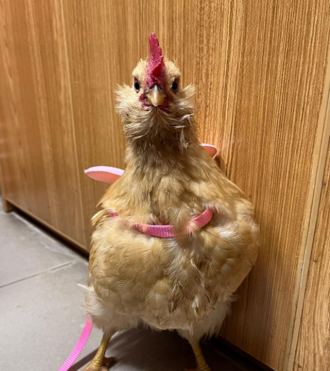 突然感觉这是一只有梦想的鸡,拥有着天使的翅膀