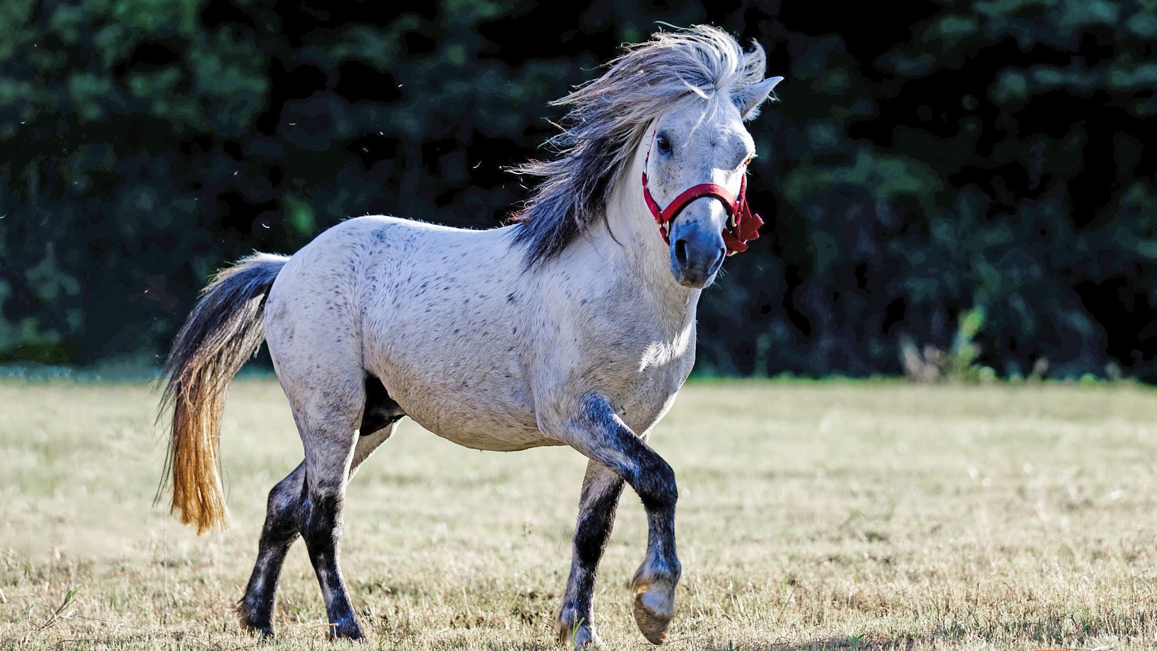 矮马枫情看德保#【 广西德保矮马】德保矮马是一种珍贵的马种,因体型