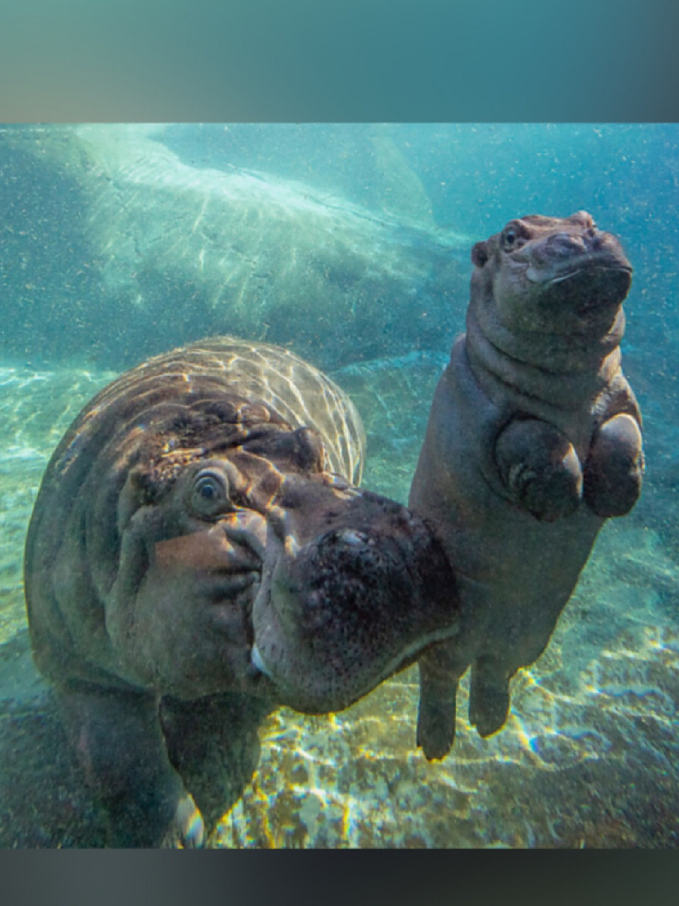 每天陪孩子一起瞧动物 名称:河马 分类:动物界,脊索动物门,哺乳纲,真