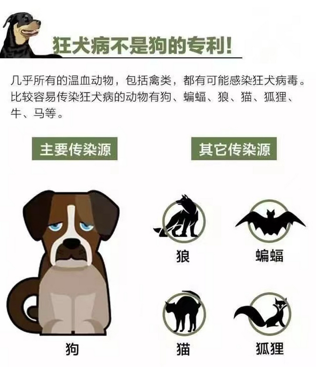 不是只有猫狗才会传染狂犬病 狂犬病的高风险动物不仅包含狗和猫,还有