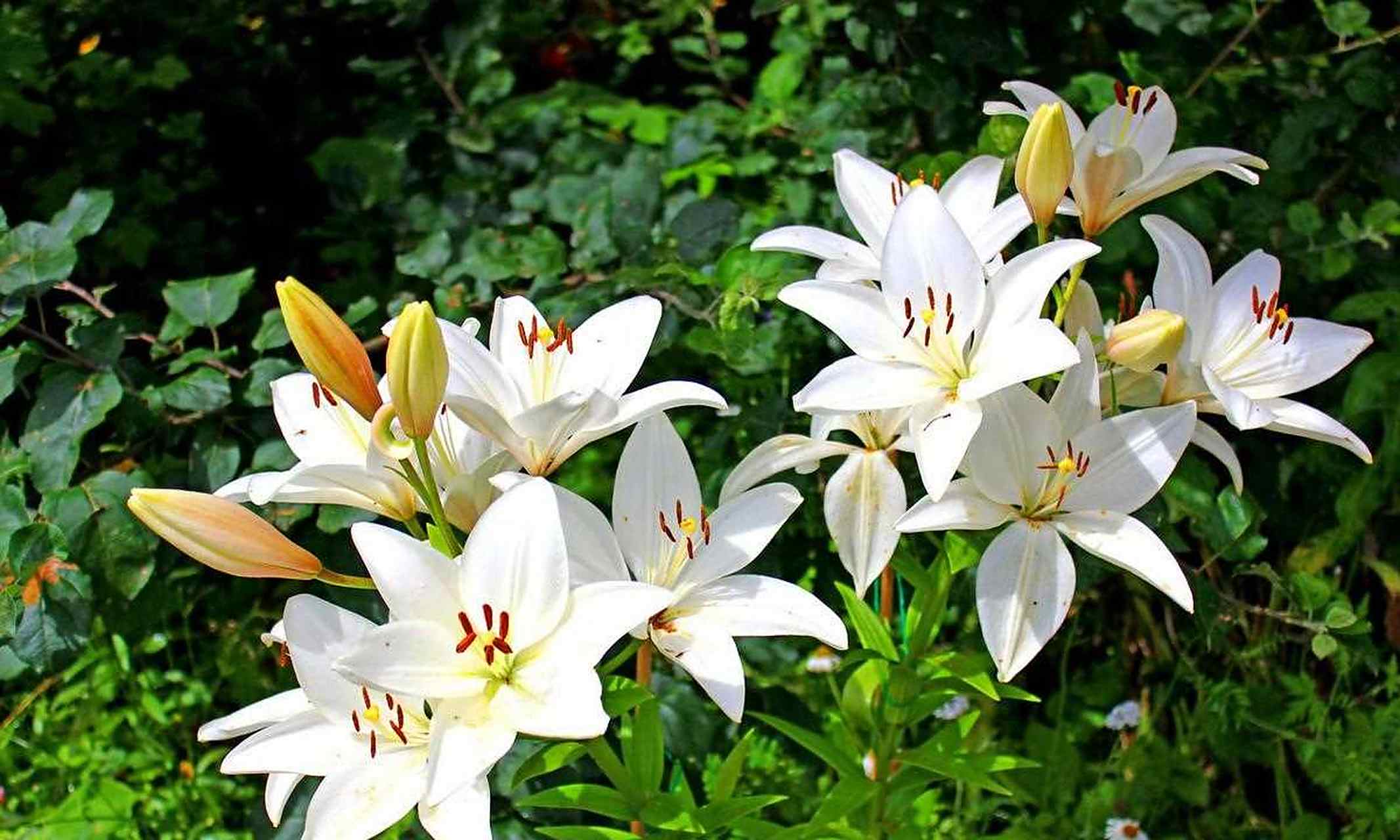 白百合花语:纯真,纯白色,雅致,高雅,庄重,心心相印 白百合一直因其