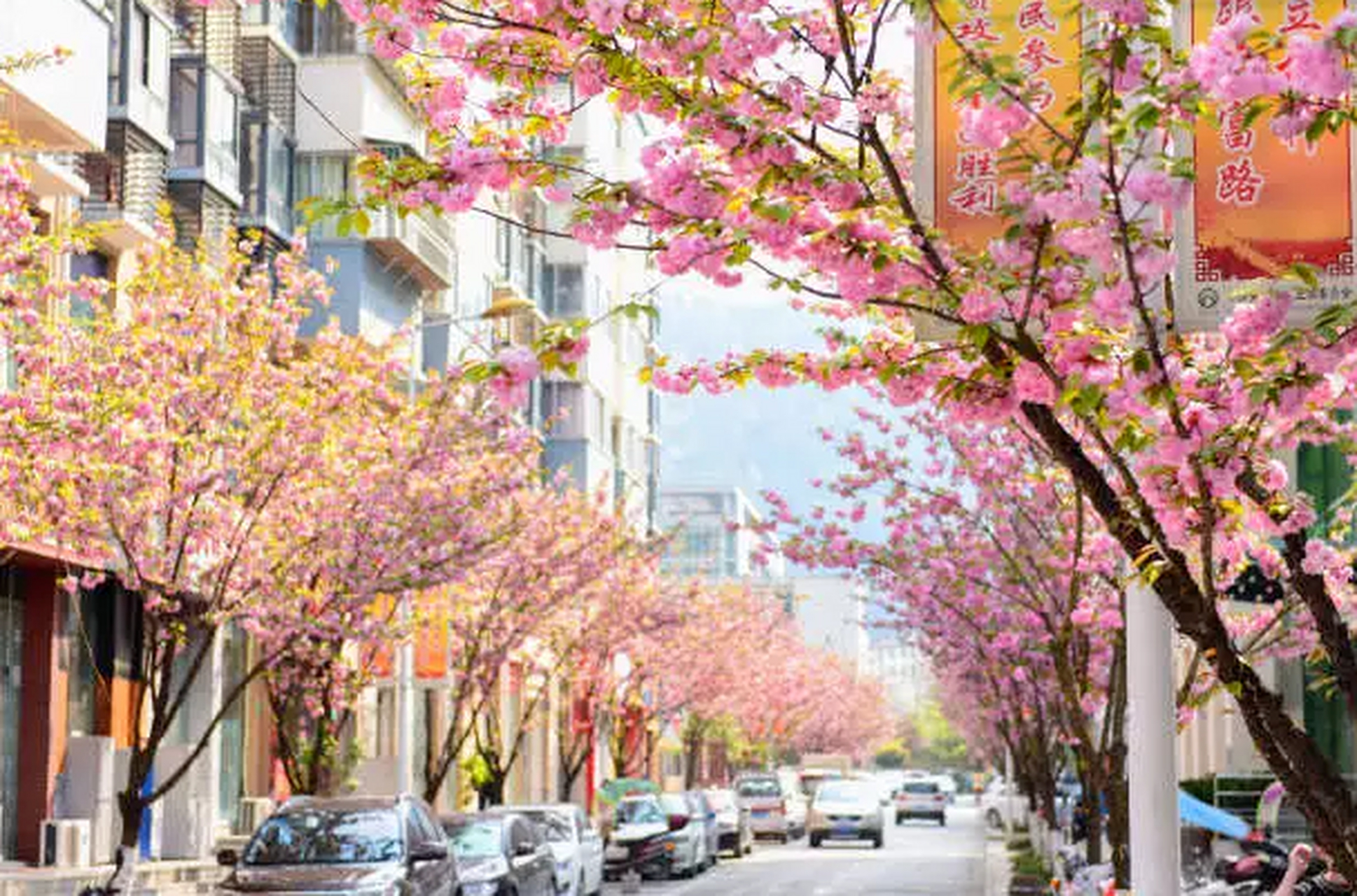 到了樱花季沿街而望,粉红花飞,春色动人,街道旁的树枝上,粉红的樱è