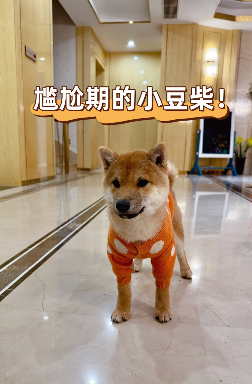 尴尬期的小豆柴!