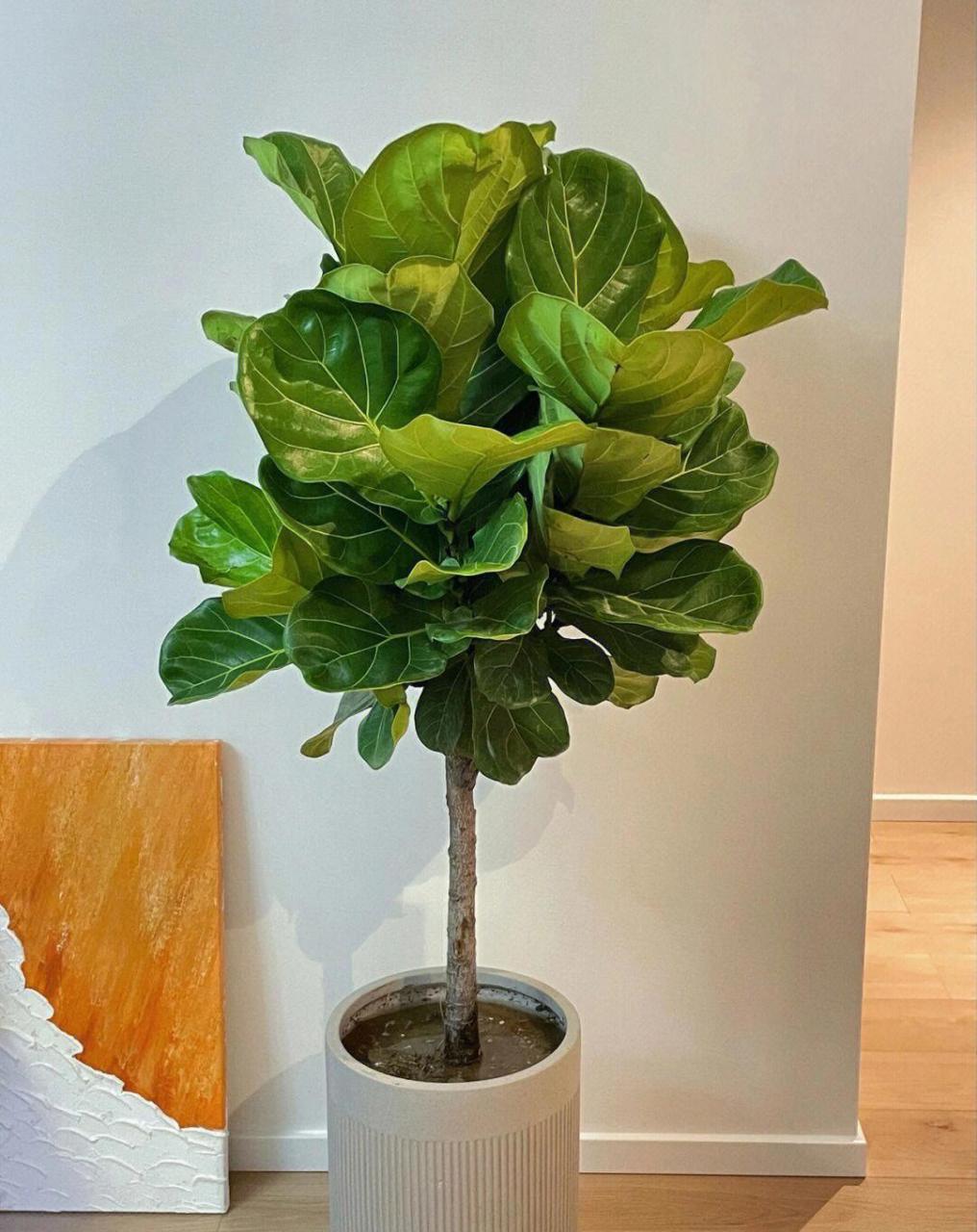 这6款大绿植冬天都养不死,耐寒!