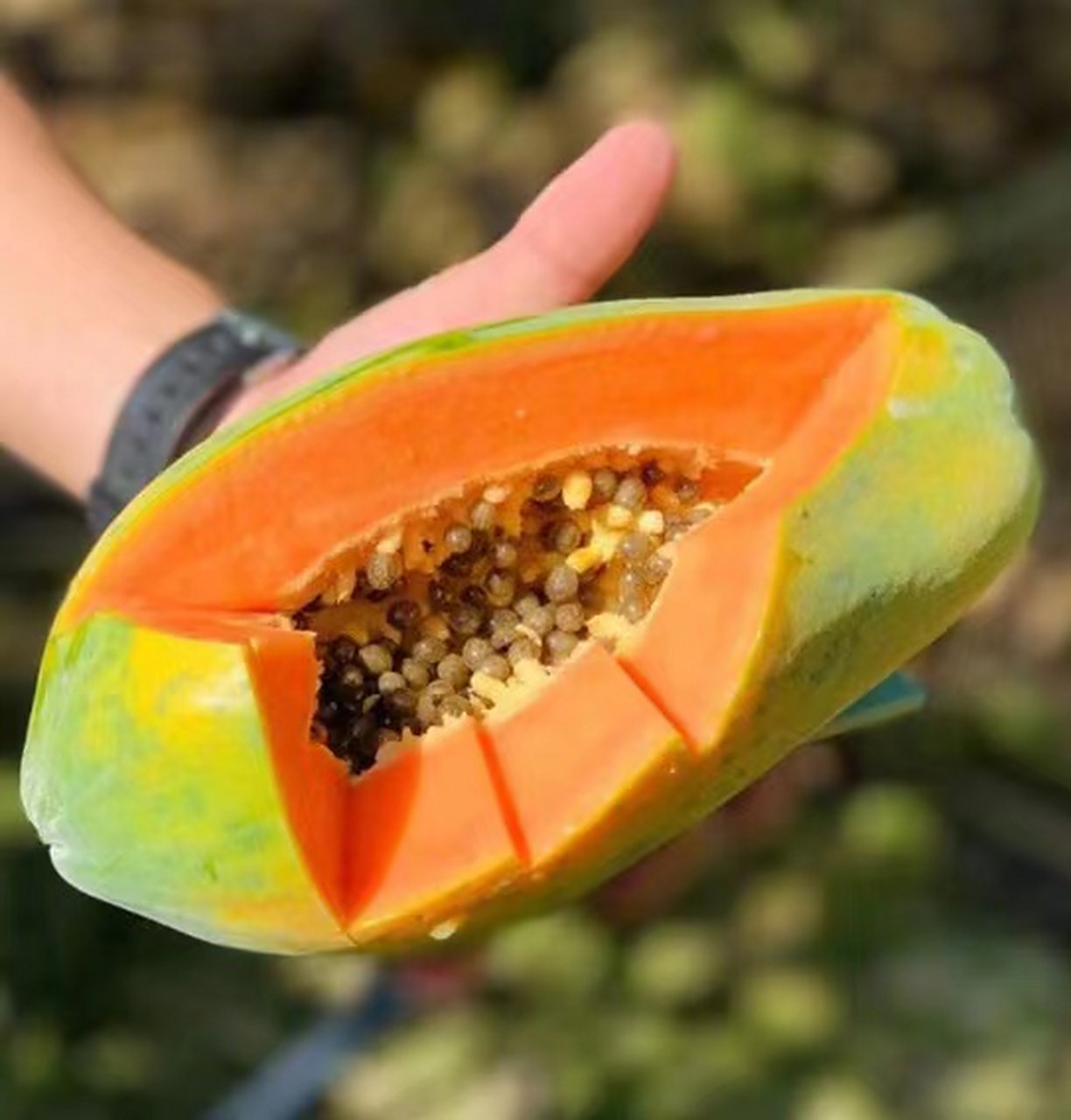 水果木瓜即番木瓜,番木瓜原产南美洲. 属热带优质水果,具有营养丰 ..