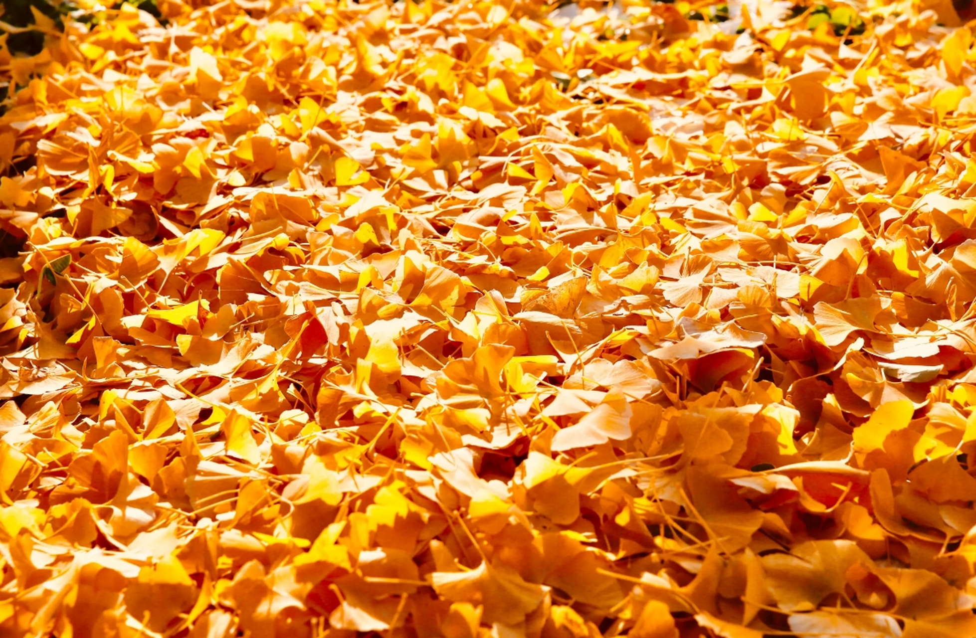 树叶的飘落之谜  秋天,落叶缓缓飘落的景象为我们带来了一年中最浪漫