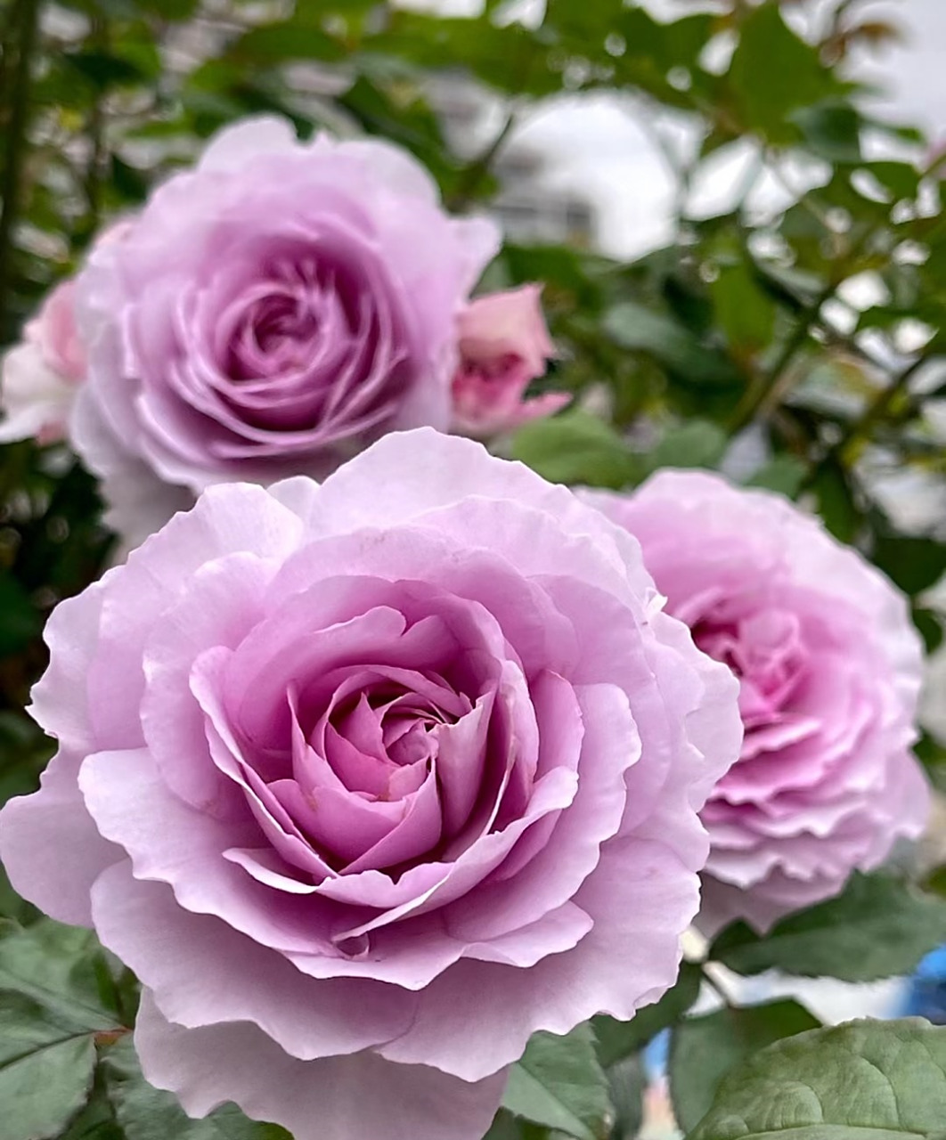 喜欢紫色花朵的朋友,可以抗这款月季花——丽拉,小灌木,身高仅60-80厘