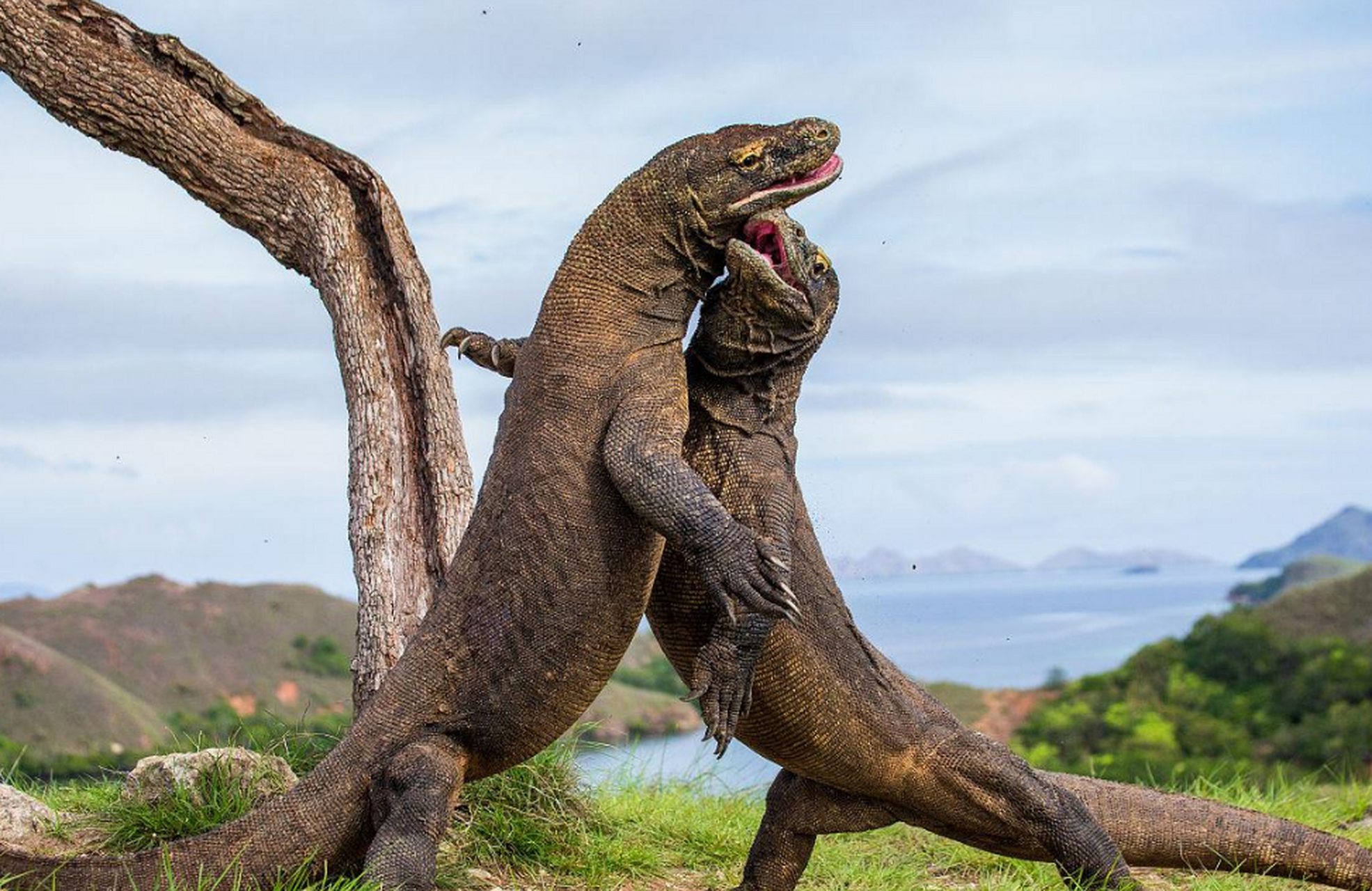 科莫多巨蜥最厉害的绝招是口中尖牙上的剧毒,动物如