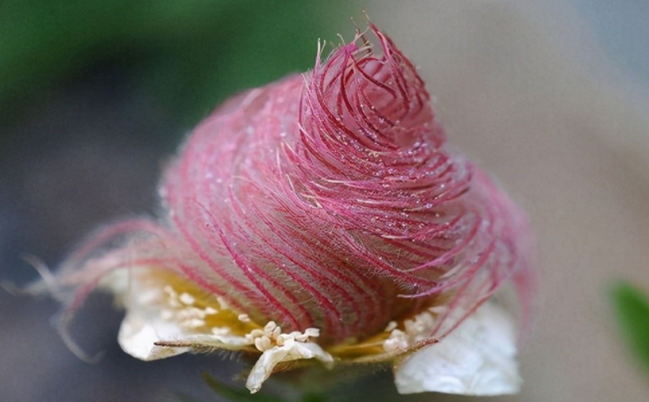 糖:自然界中有许多长得奇形怪状的植物,例如有一种植物名叫三花水杨梅