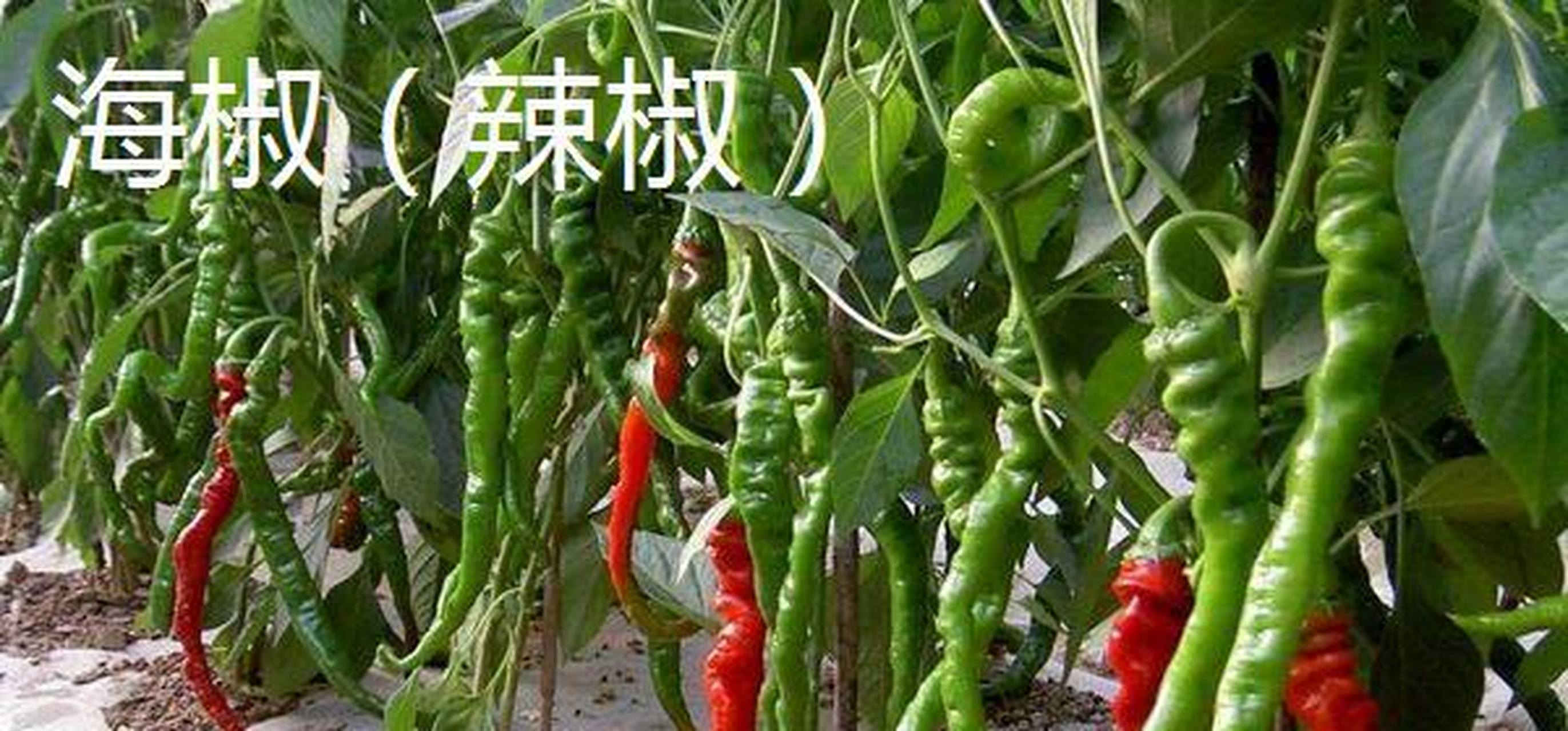 海椒属于茄科,辣椒属的一年生或多年生草本植物,果实通常呈圆锥形或长