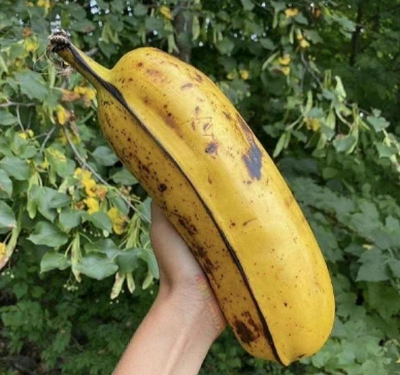 非洲大香蕉,哪个姐妹尝过?