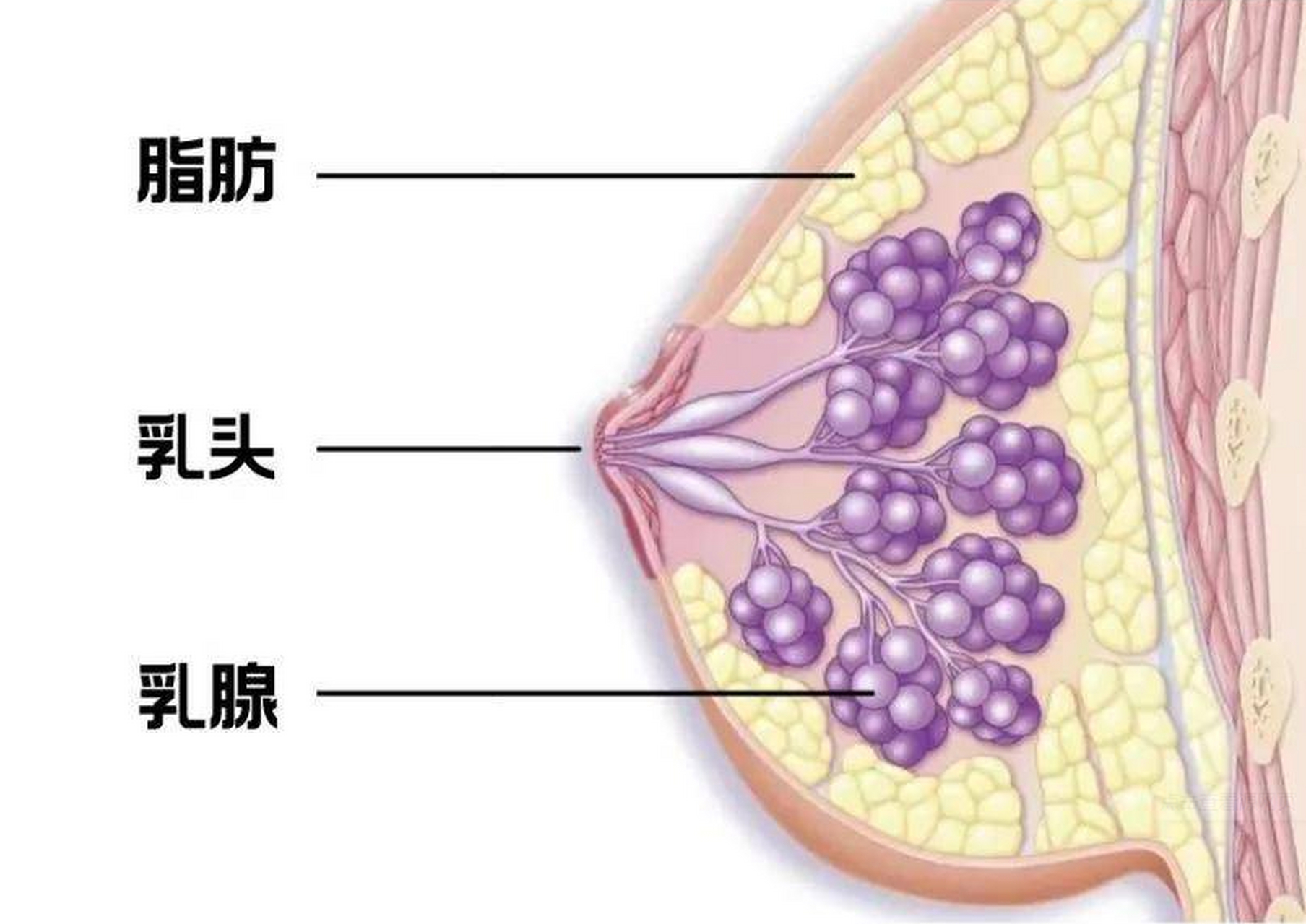 乳腺腺体硬图片